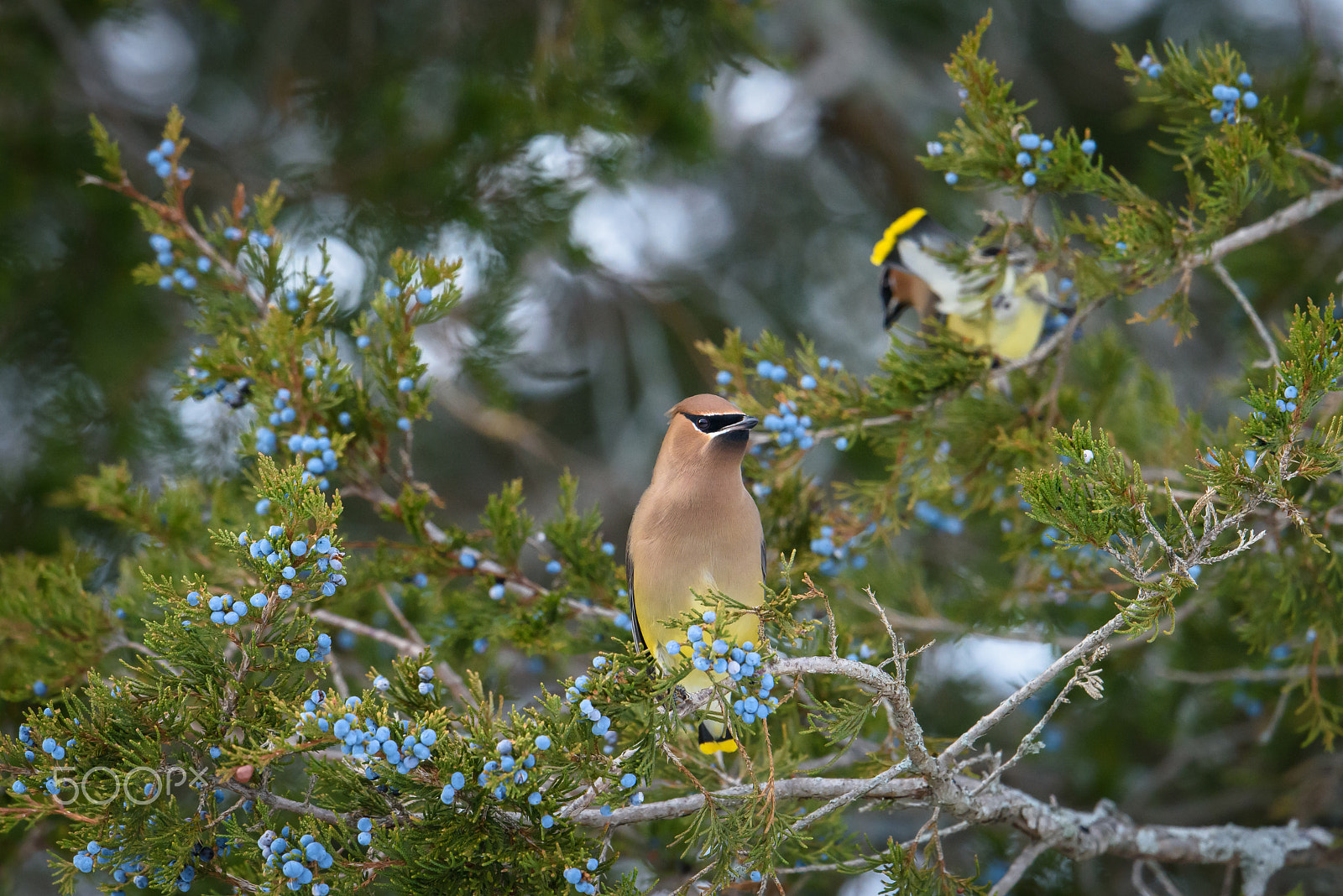 Nikon D810 + Nikon AF-S Nikkor 500mm F4E FL ED VR sample photo. Waxwings photography