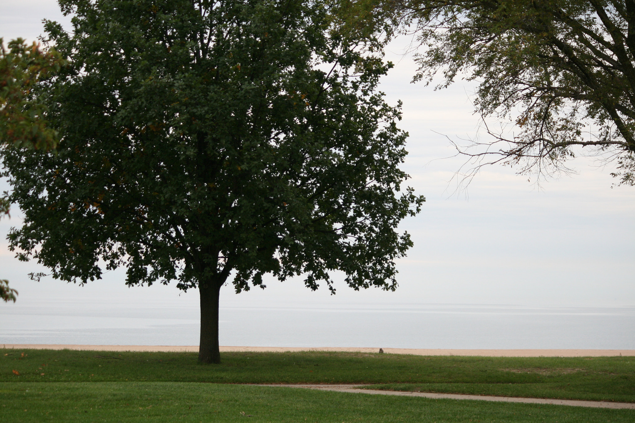 Canon EF-S 55-250mm F4-5.6 IS sample photo. Tree on the lake front photography