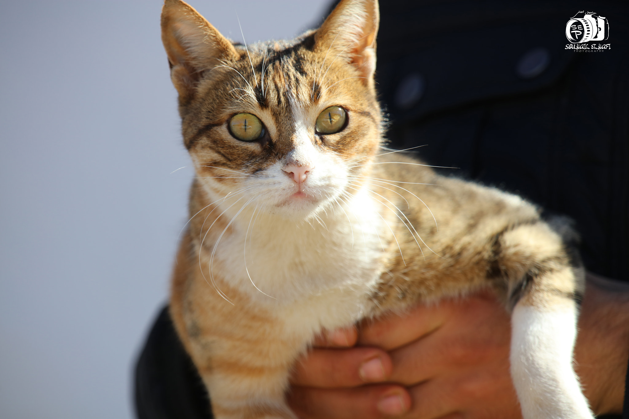 Canon EF 70-200mm F2.8L IS II USM sample photo. Cat photography
