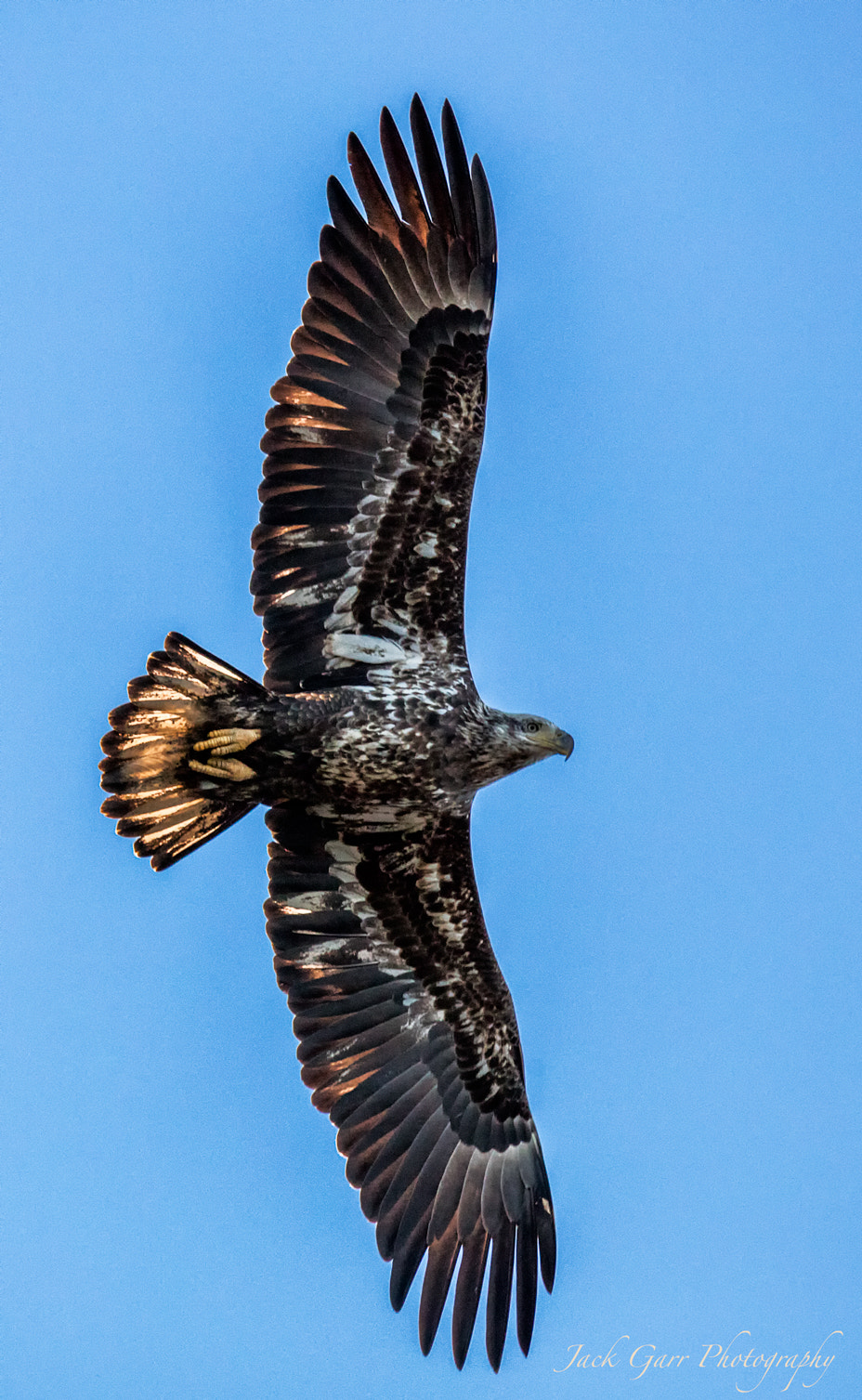 Canon EOS 5DS sample photo. Juvenile bald eagle in flight photography