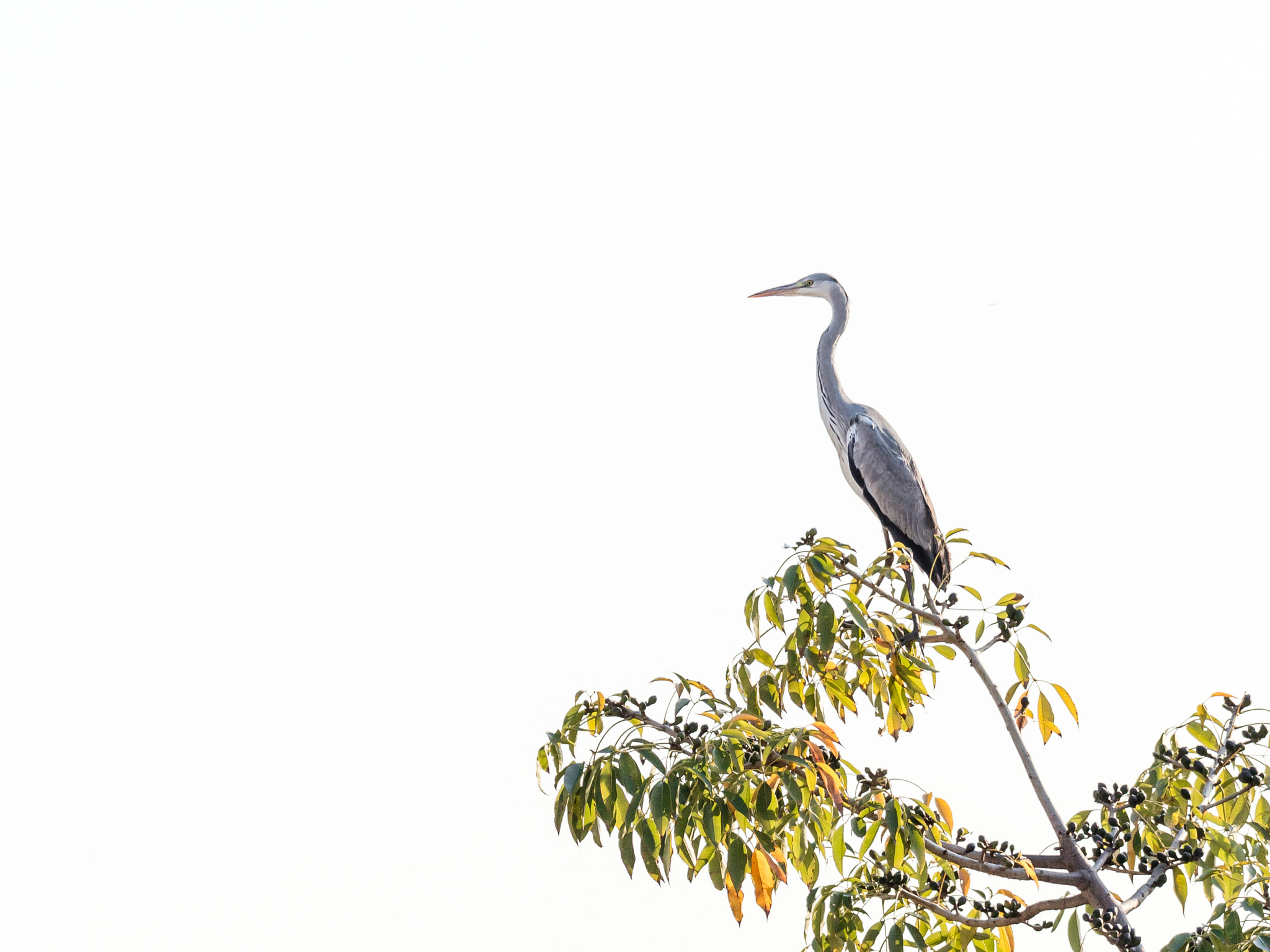 Canon EOS 5DS R + Canon EF 200-400mm F4L IS USM Extender 1.4x sample photo. View from the rootop - grey heron photography