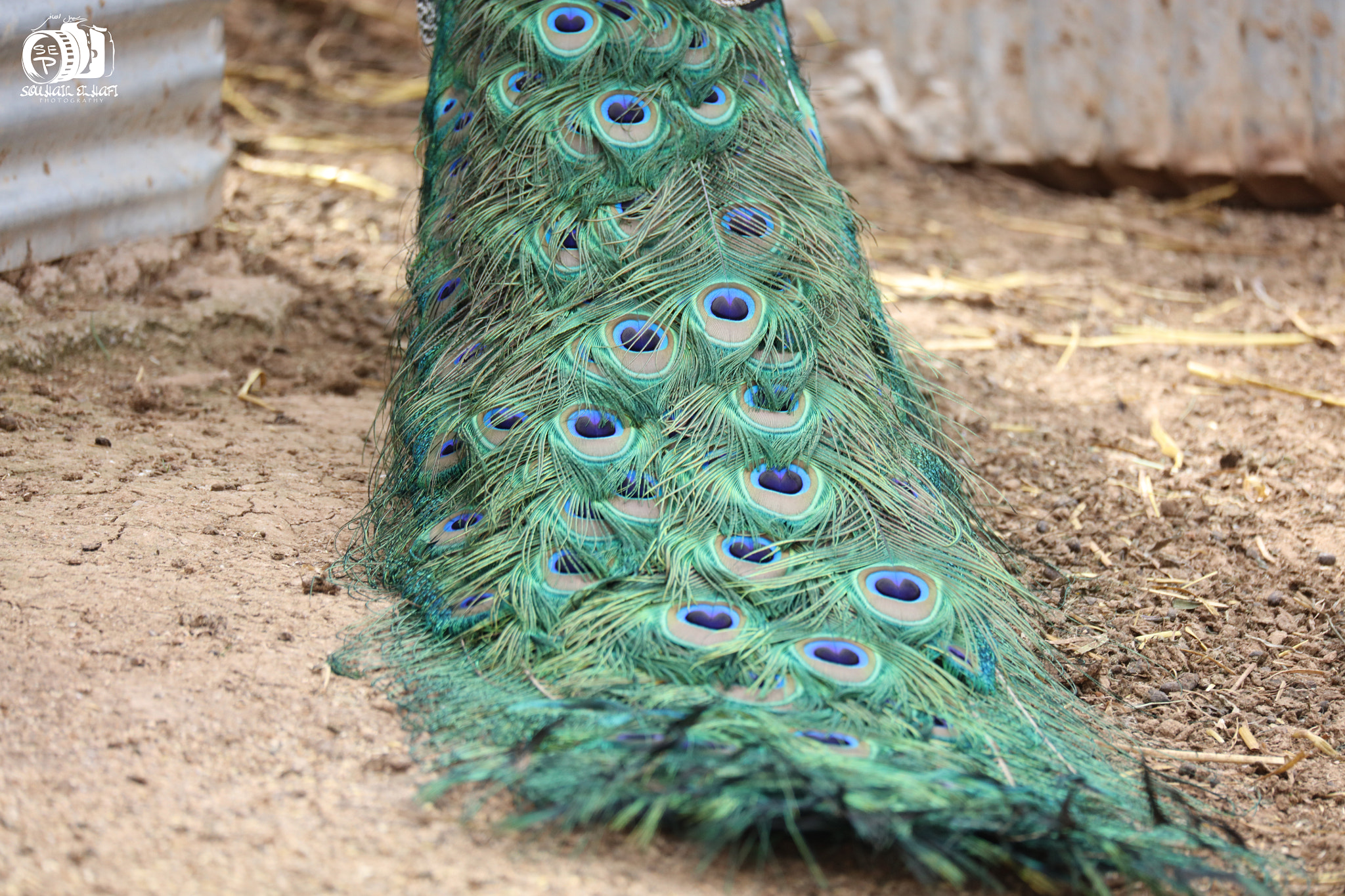 Sigma 150-600mm F5-6.3 DG OS HSM | C sample photo. The beauty of peacock ... photography