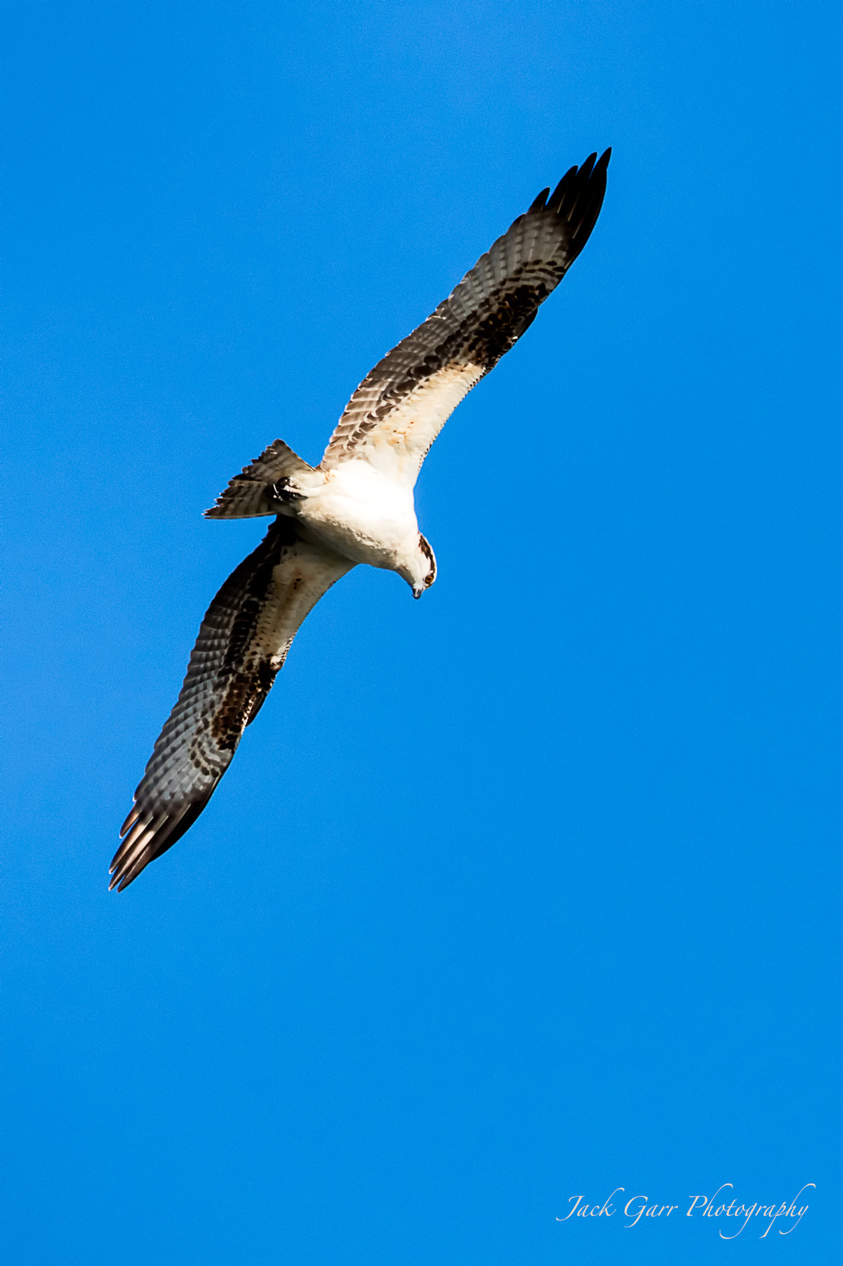 Canon EOS 5DS sample photo. Osprey in flight photography