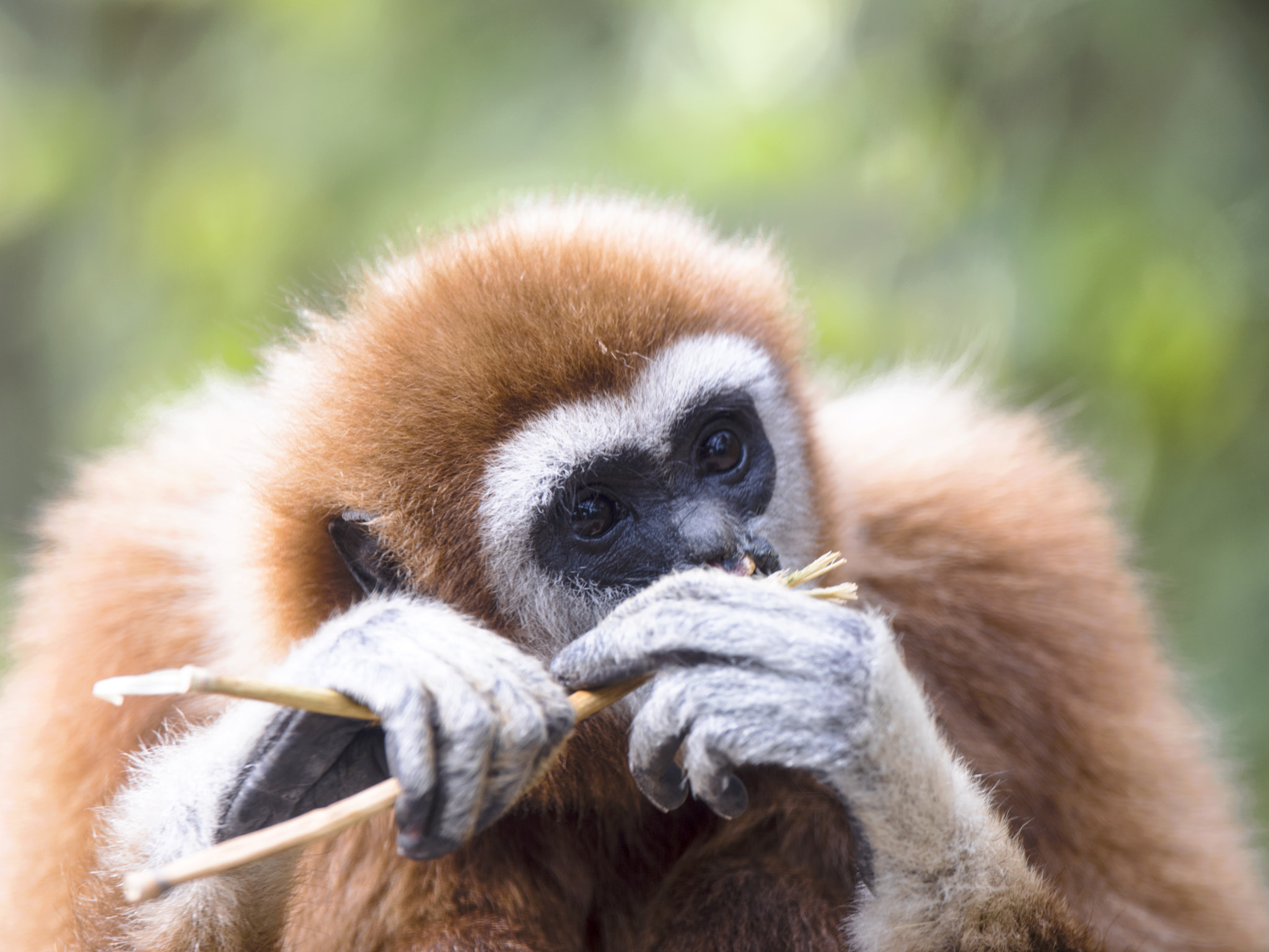 Nikon AF-S Nikkor 400mm F2.8E FL ED VR sample photo. End of year "monkey" photography