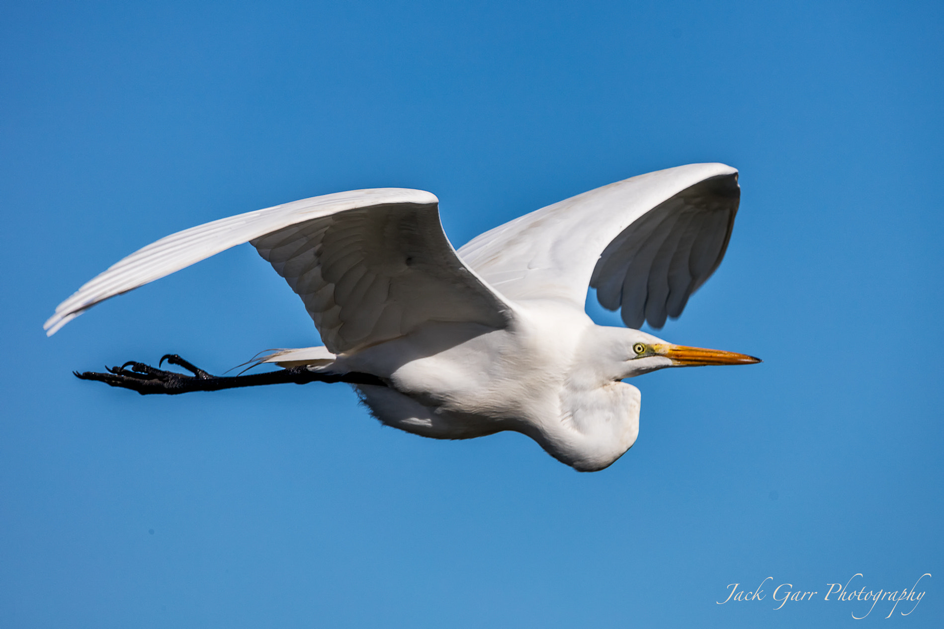 Canon EOS 5DS sample photo. Great white egret flying photography