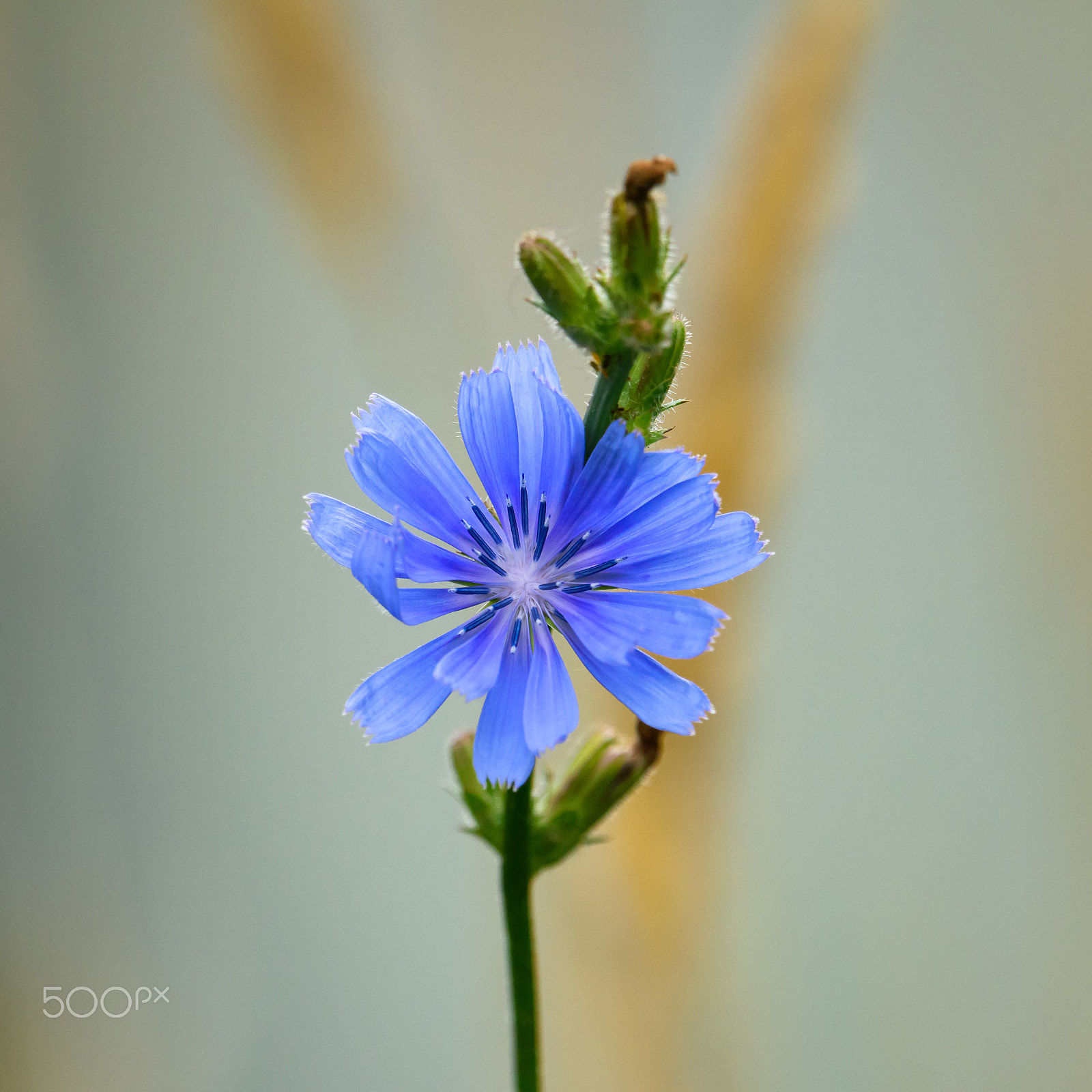 Nikon AF-S Nikkor 500mm F4E FL ED VR sample photo. Blue and purple photography