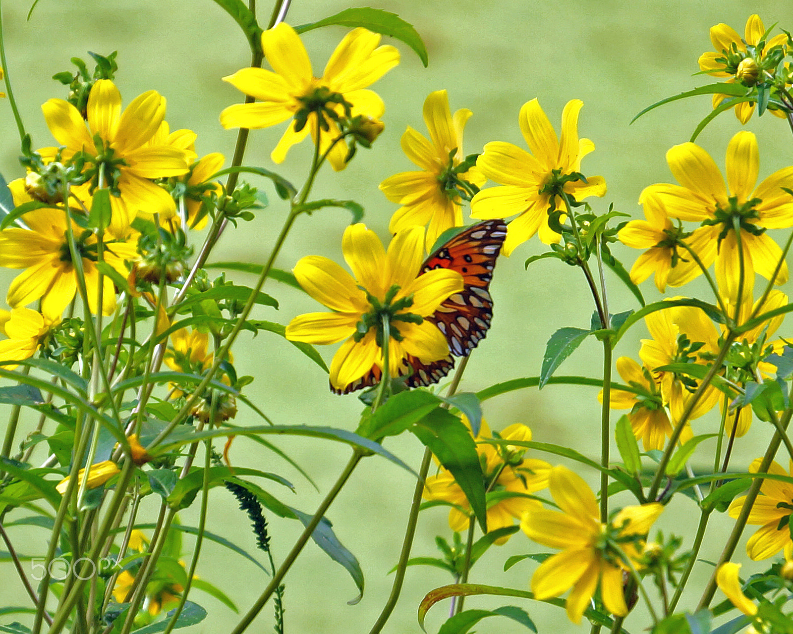 Sony Alpha NEX-6 + Sony E 55-210mm F4.5-6.3 OSS sample photo. Butterfly hiding photography