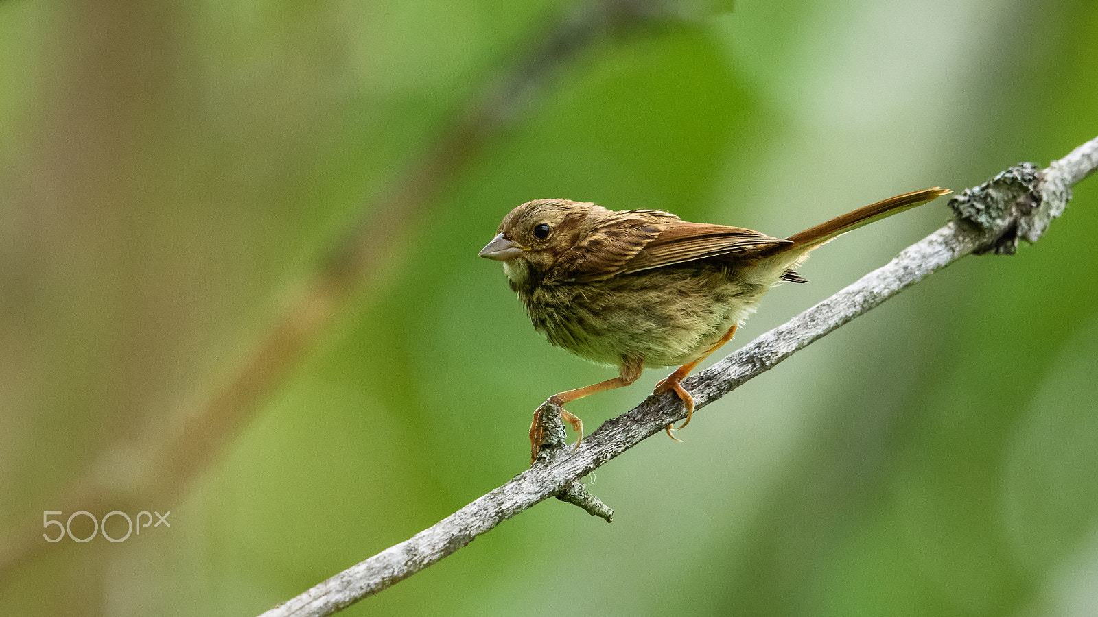 Nikon AF-S Nikkor 500mm F4E FL ED VR sample photo. Sparrow on a branch photography