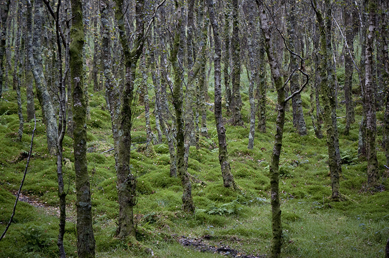 Nikon AF-S DX Micro-Nikkor 85mm F3.5G ED VR sample photo. Wicklow photography