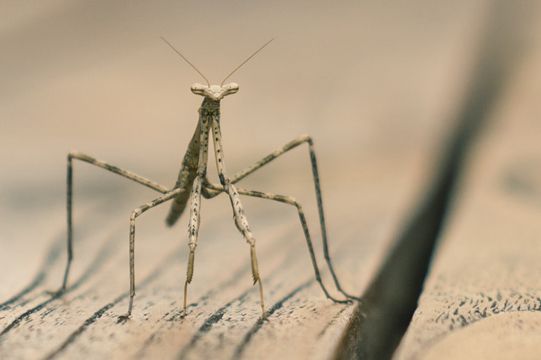 Sony SLT-A58 + Minolta AF 50mm F1.7 sample photo. Mantis photography