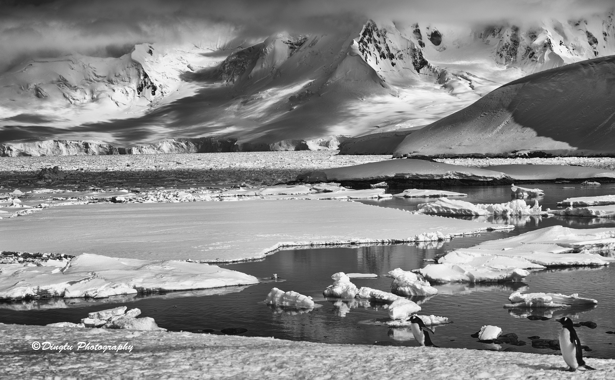 Nikon D5 sample photo. Ice plains & penguin photography