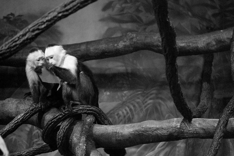 Nikon AF-S DX Micro-Nikkor 85mm F3.5G ED VR sample photo. Bronxzoo photography