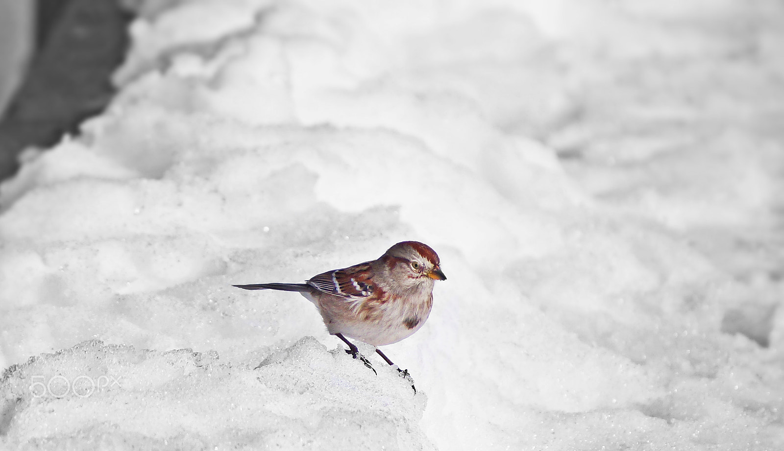 Sony 75-300mm F4.5-5.6 sample photo. American tree sparrow photography