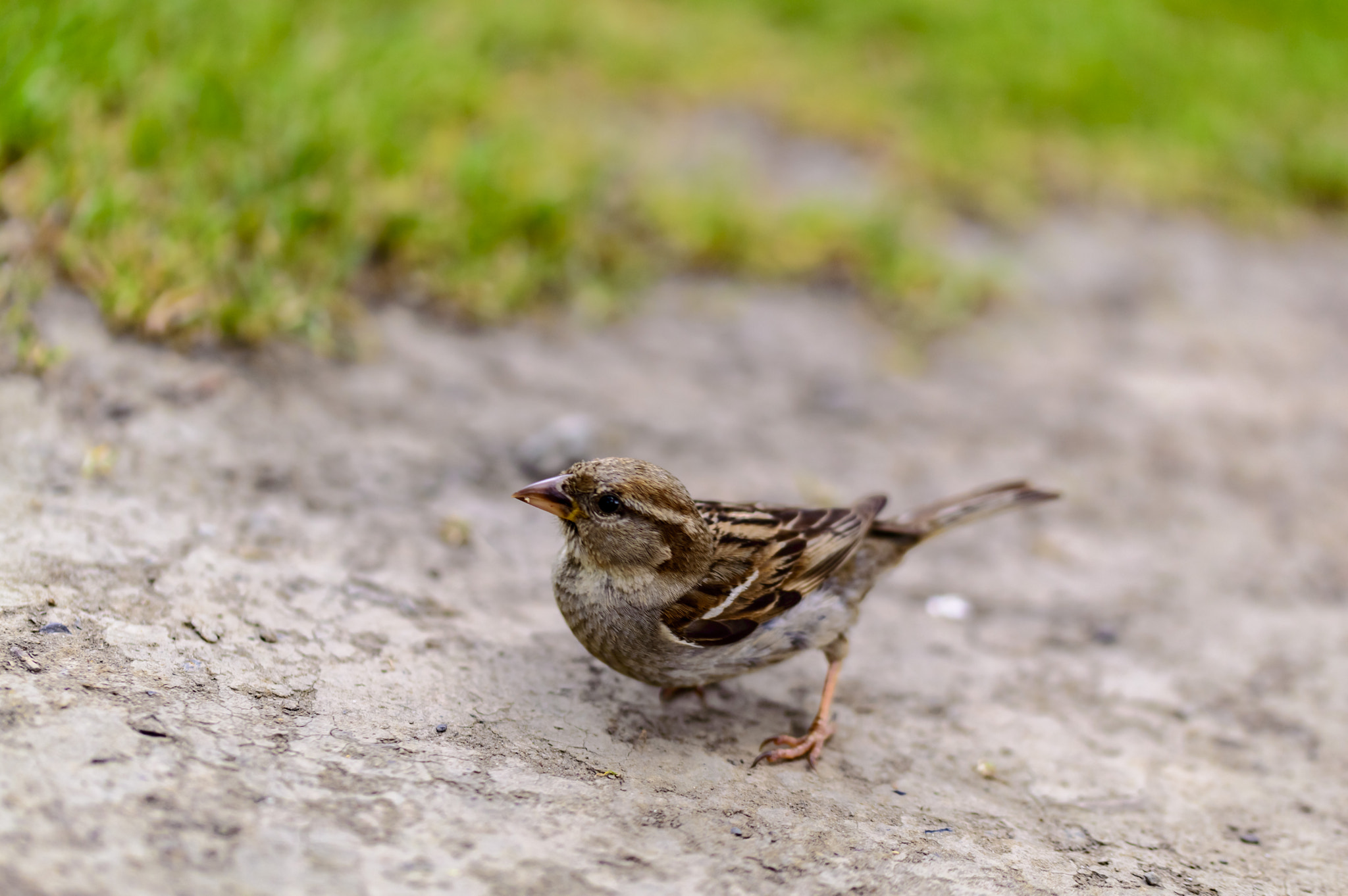 Nikon D3200 sample photo. Little birdie photography