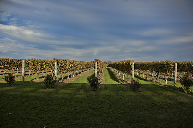 Nikon D40 sample photo. Resized photography