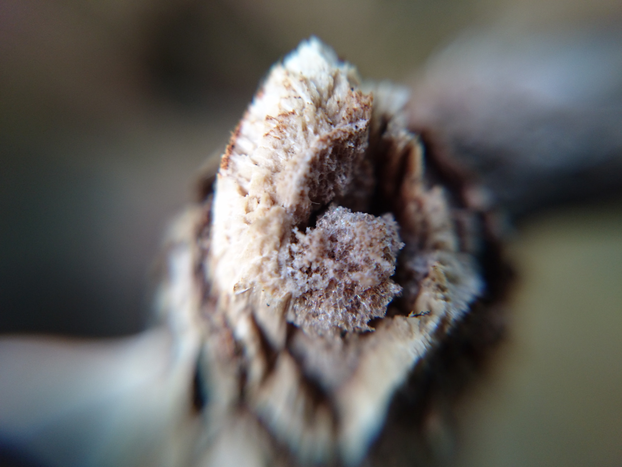 Sony Xperia Z3+ sample photo. Wood macro photography