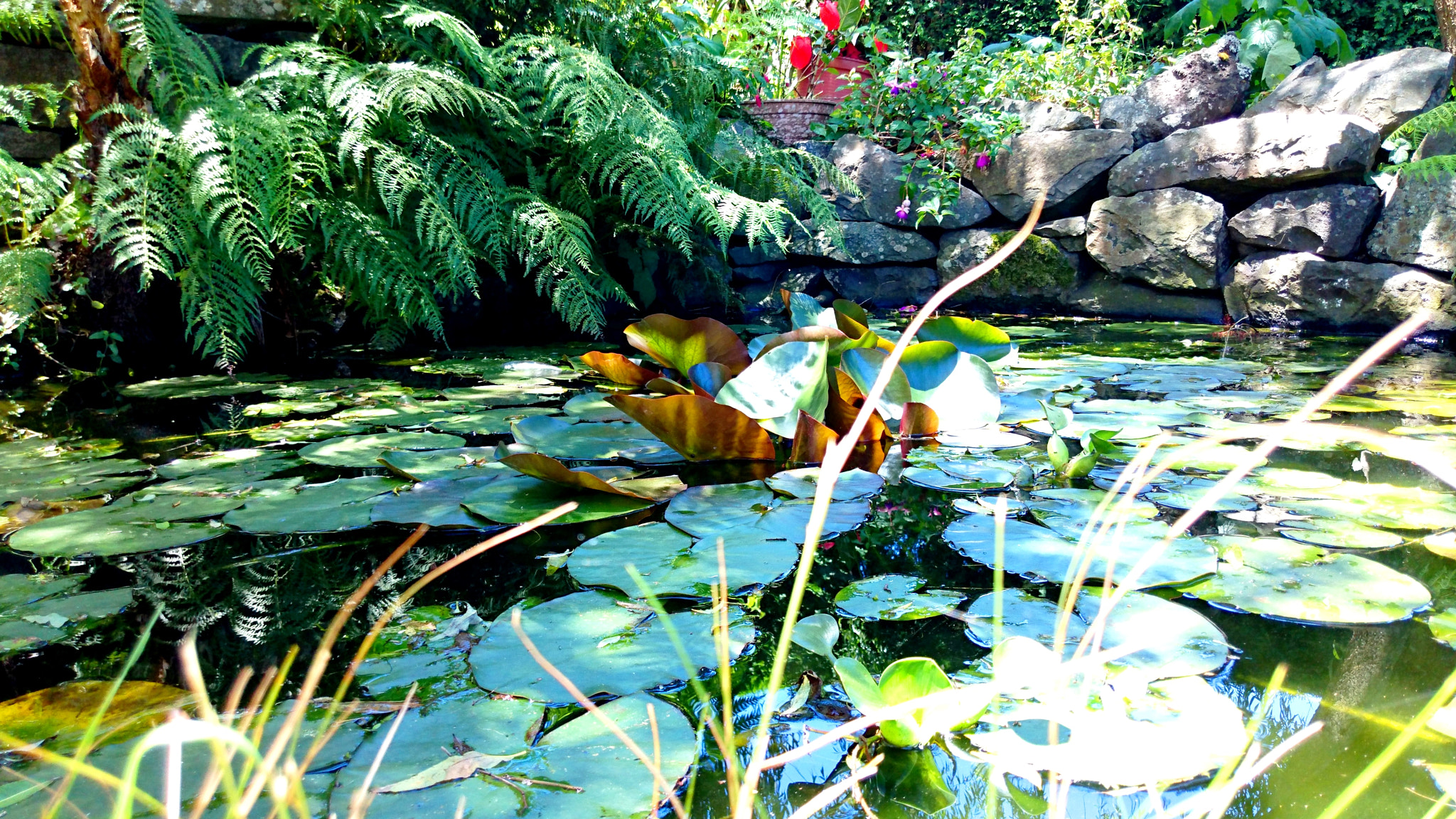 Sony Xperia Z3+ sample photo. Small lake! photography