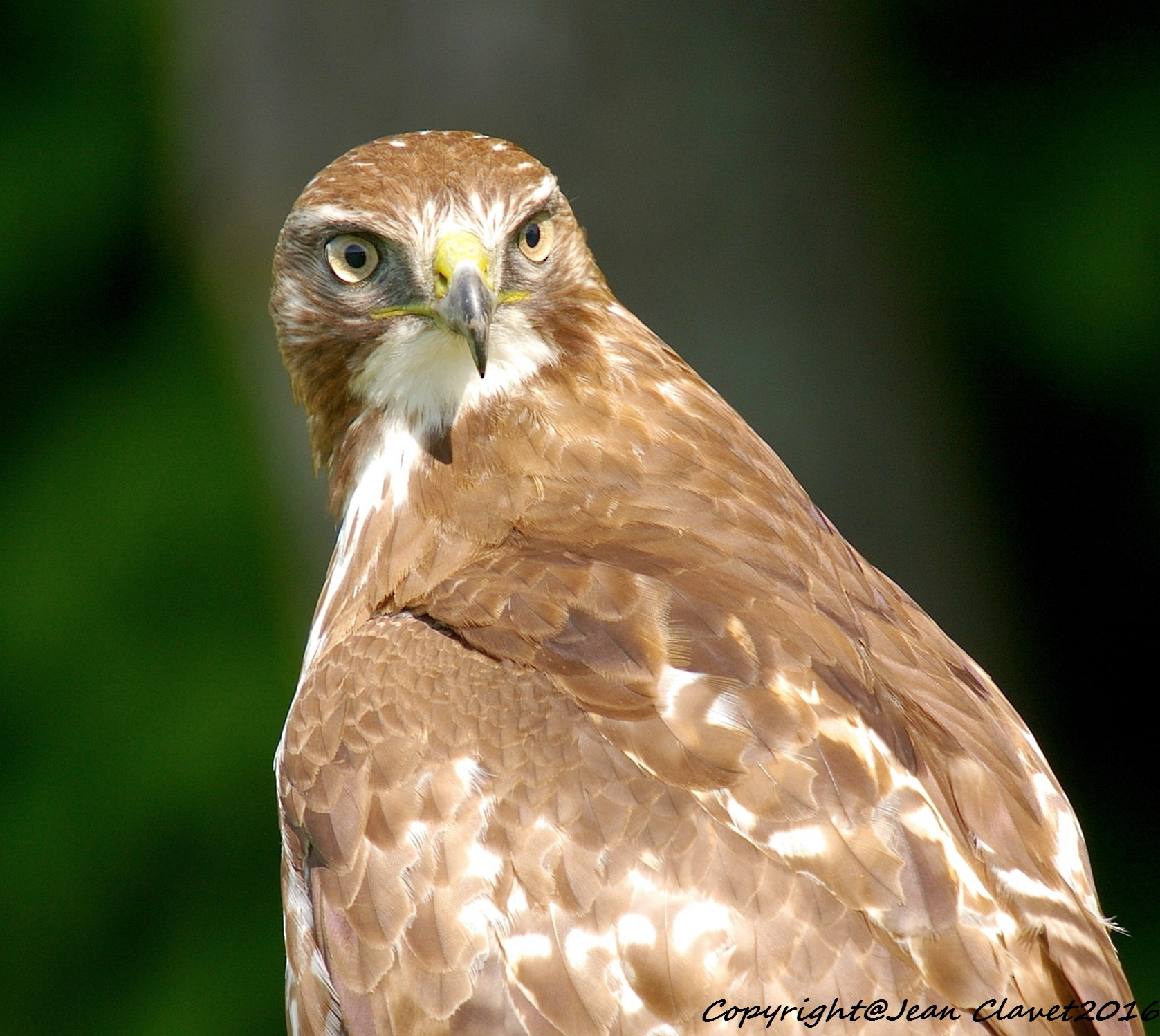 Pentax K100D + Sigma sample photo. Buse à queue rousse / red-tailed hawk photography