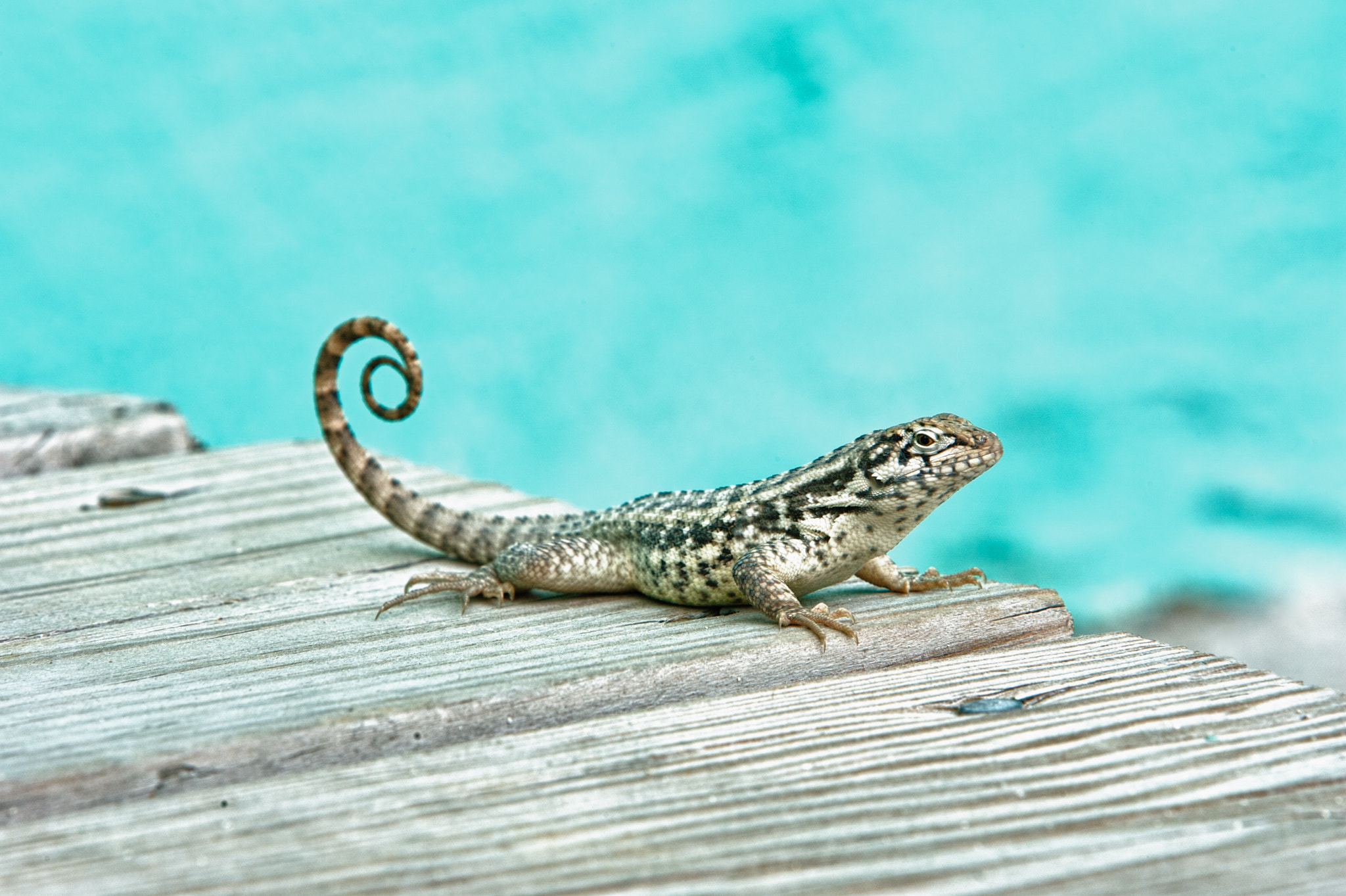 Canon EOS-1D Mark II + Canon EF 70-200mm F2.8L IS USM sample photo. Reptile photography
