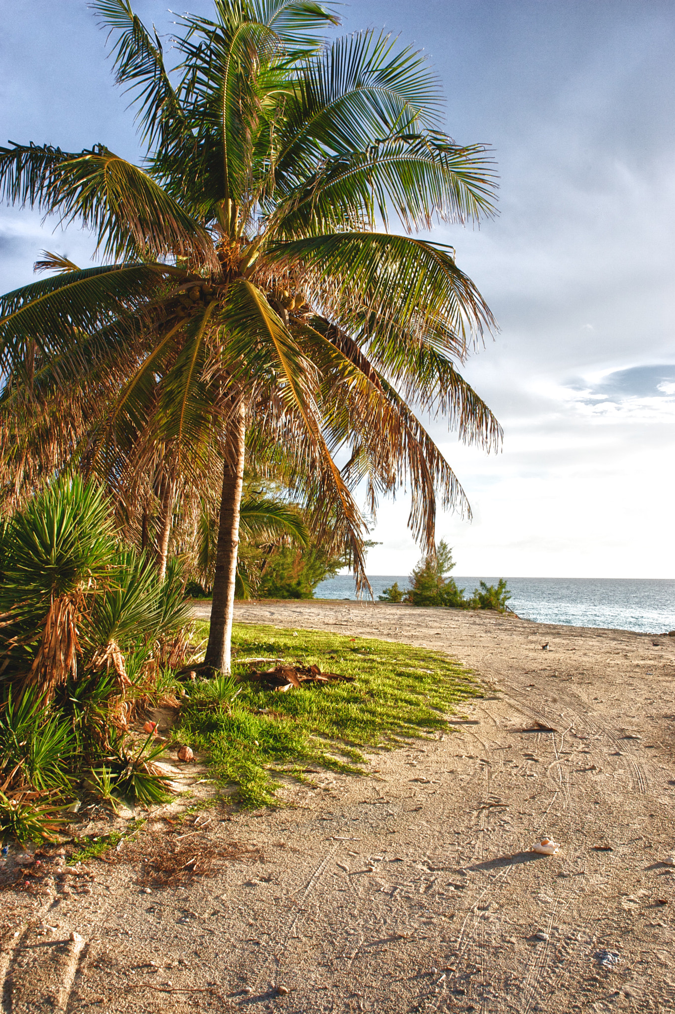 Canon EOS-1D Mark II sample photo. Palm tree view photography