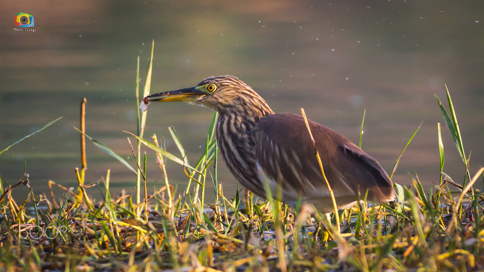 150-600mm F5-6.3 DG OS HSM | Contemporary 015 sample photo. Indian pond heron photography