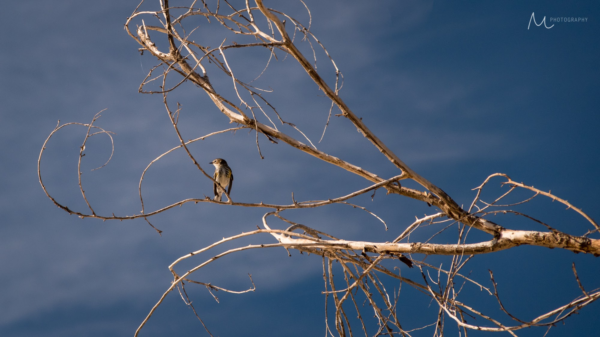 Sigma 28-300mm F3.5-6.3 DG Macro sample photo. Yellow bellied warbler photography