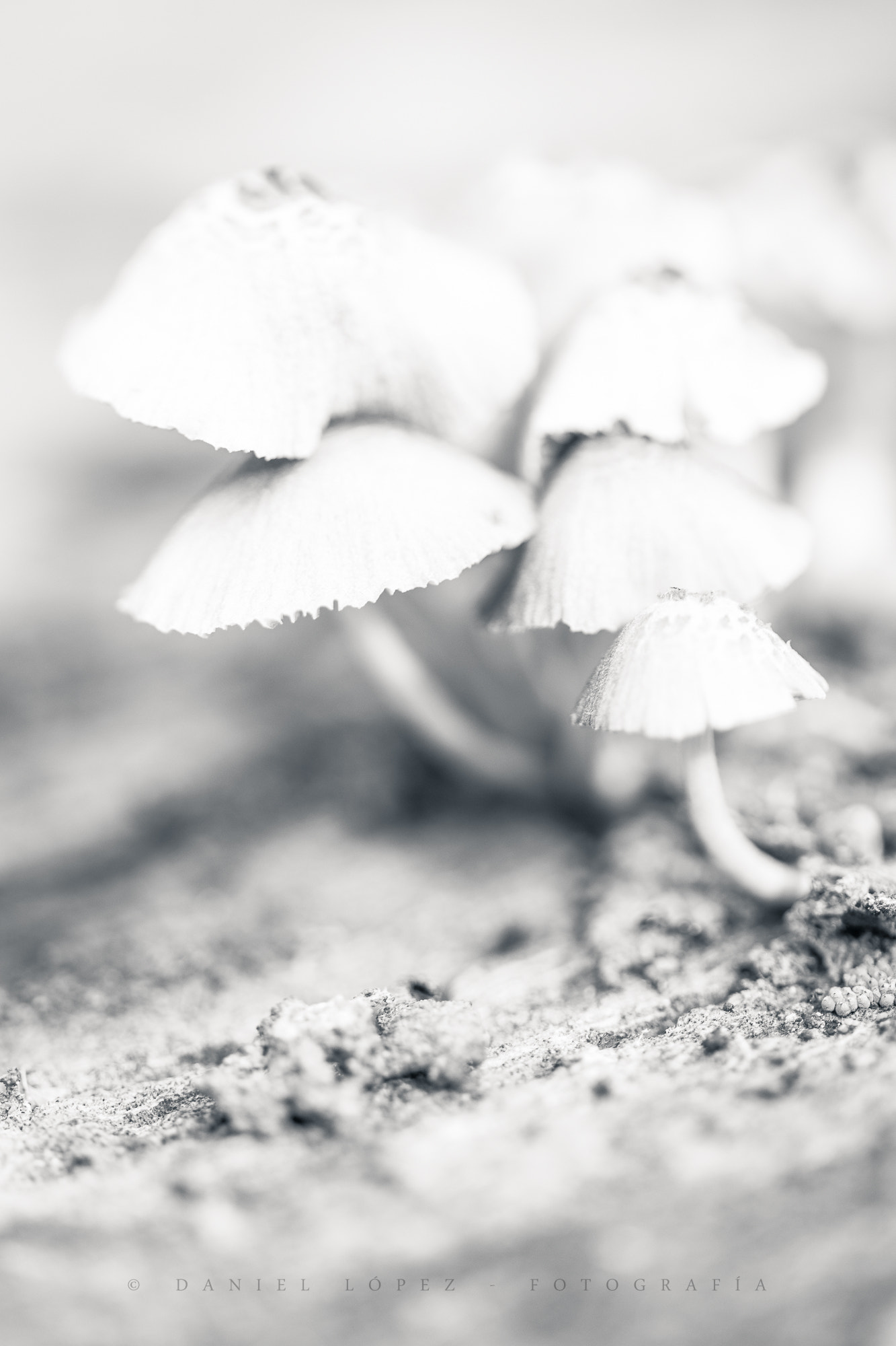 Canon EF 180mm F3.5L Macro USM sample photo. Setas photography