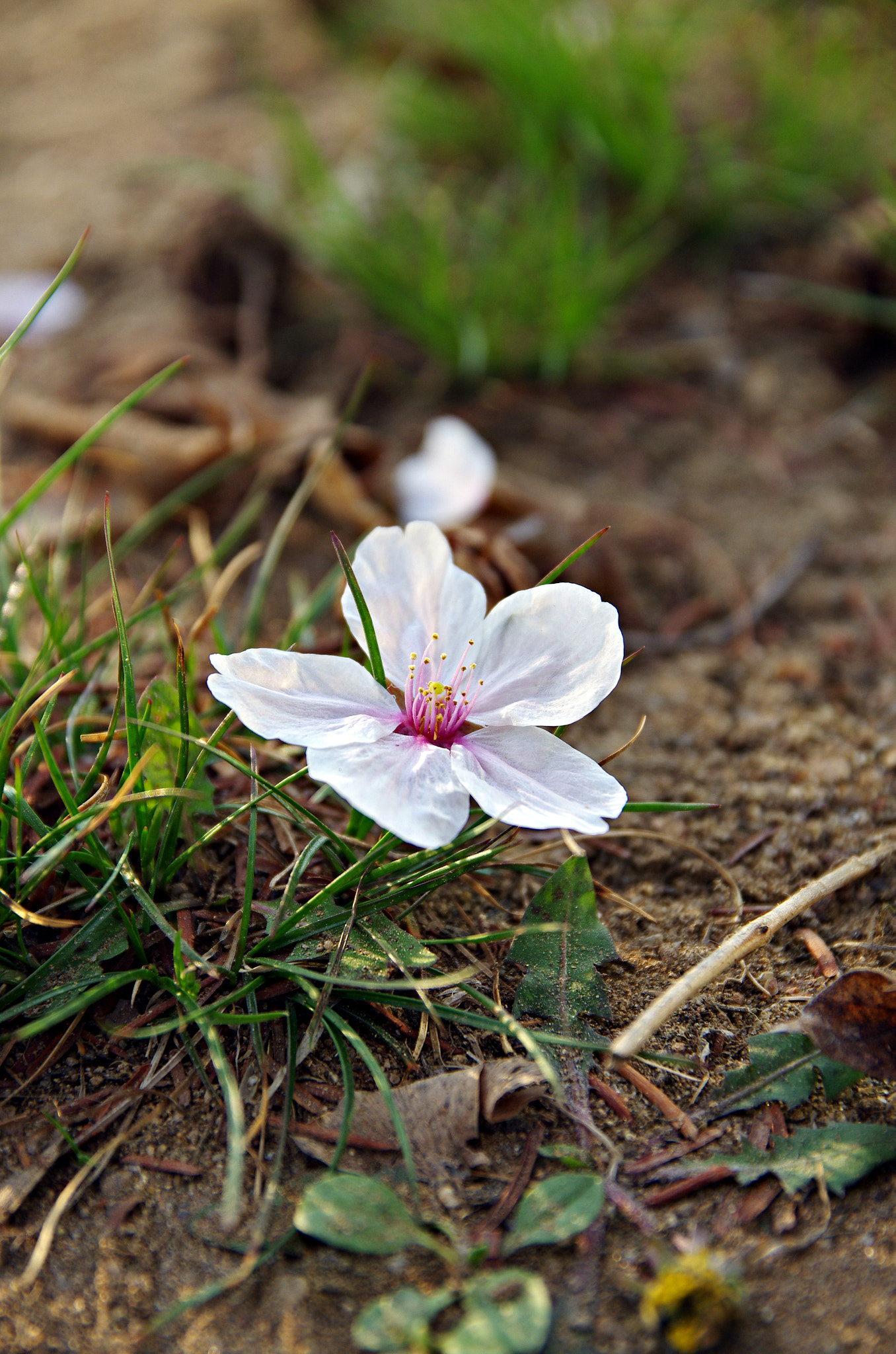 Sigma 17-70mm F2.8-4 DC Macro HSM | C sample photo