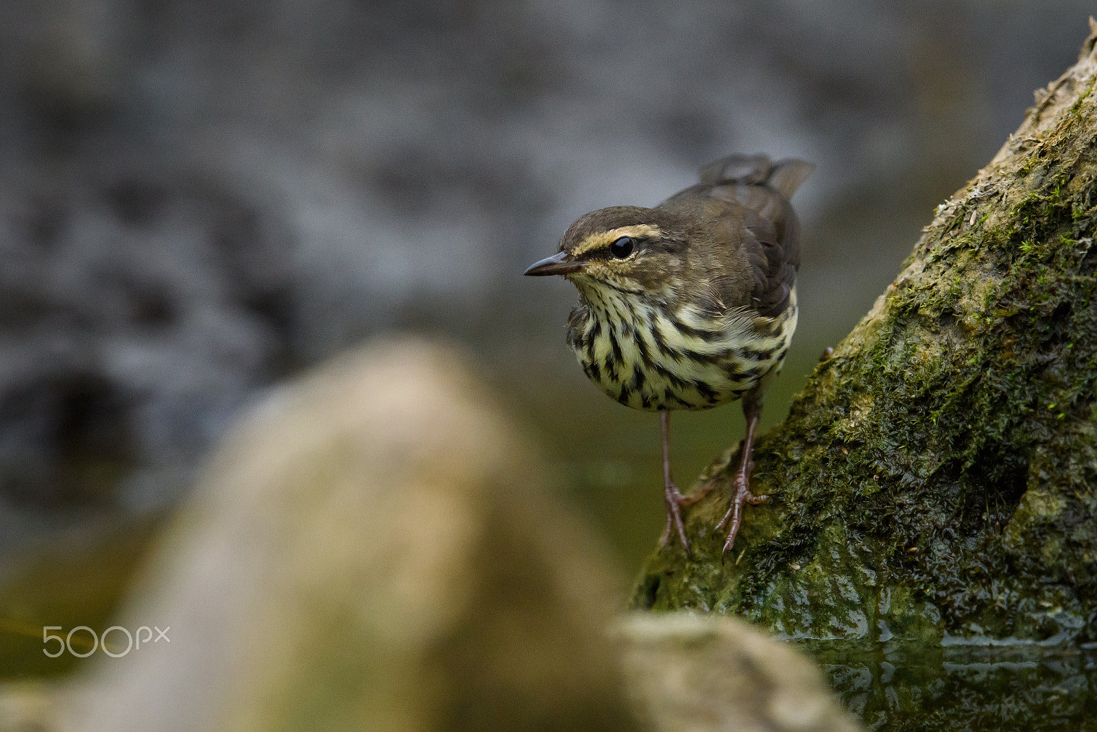 Nikon AF-S Nikkor 500mm F4E FL ED VR sample photo. Up close with a northern waterthrush photography