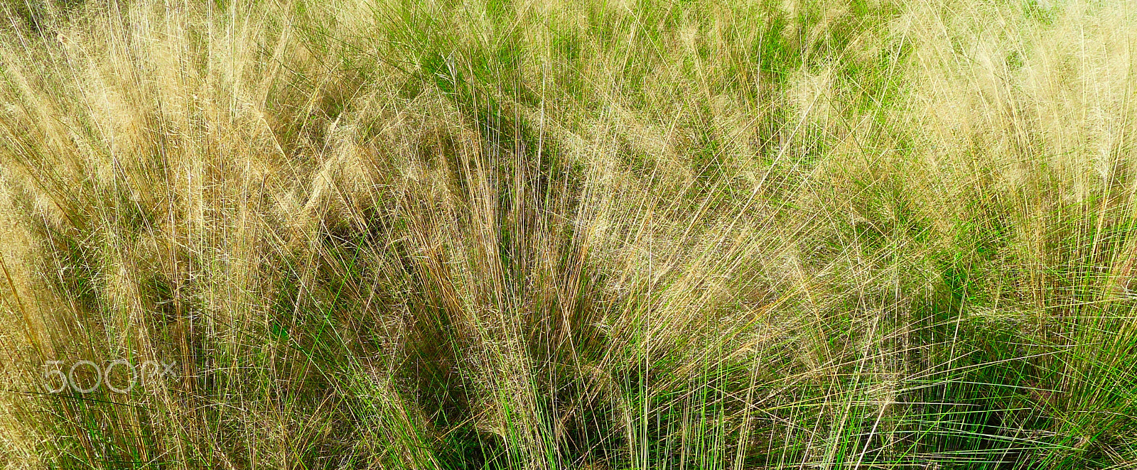 Leica D-LUX 5 sample photo. Grass and light photography