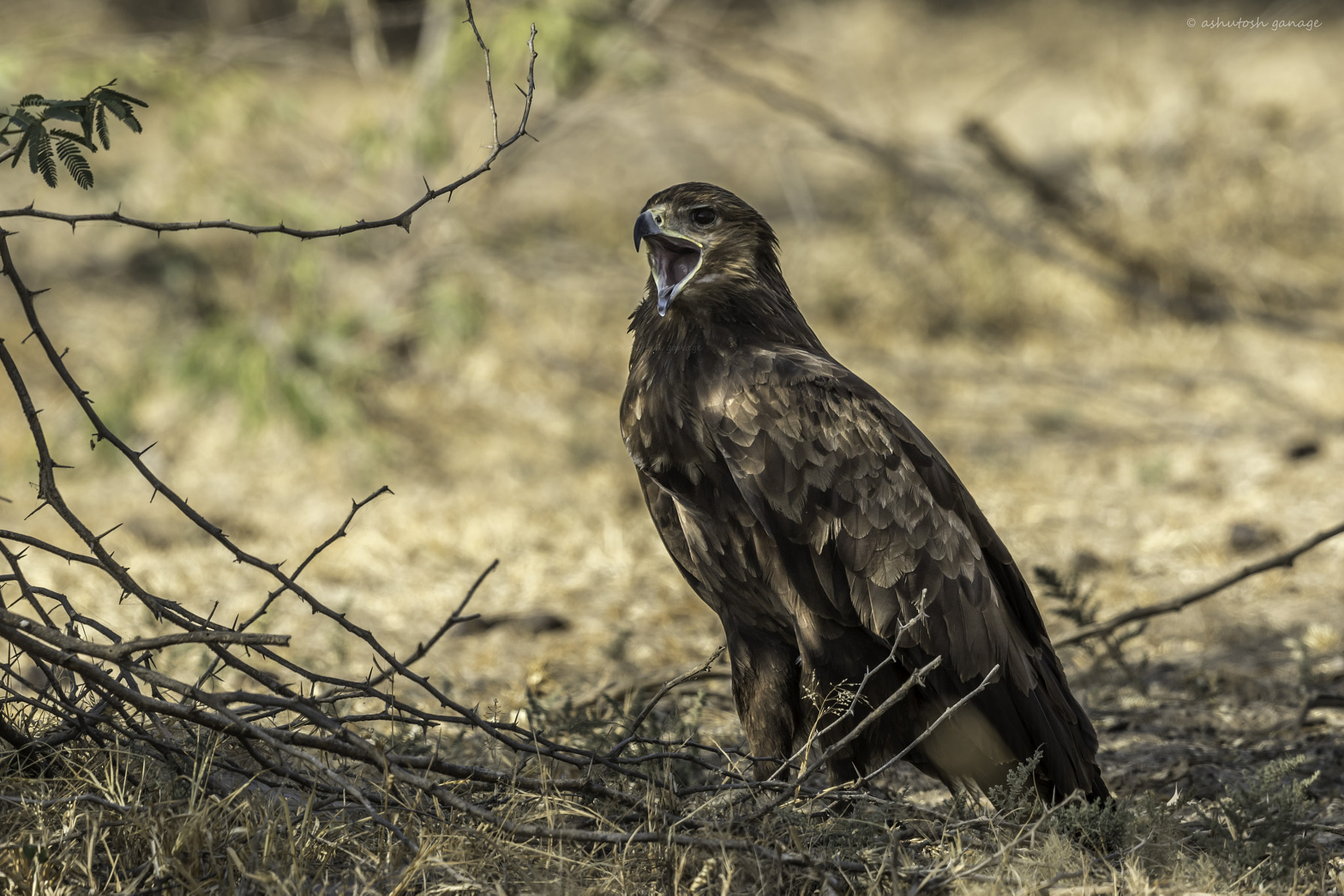 Canon EF 500mm F4L IS II USM sample photo. Greater spotted eagle photography