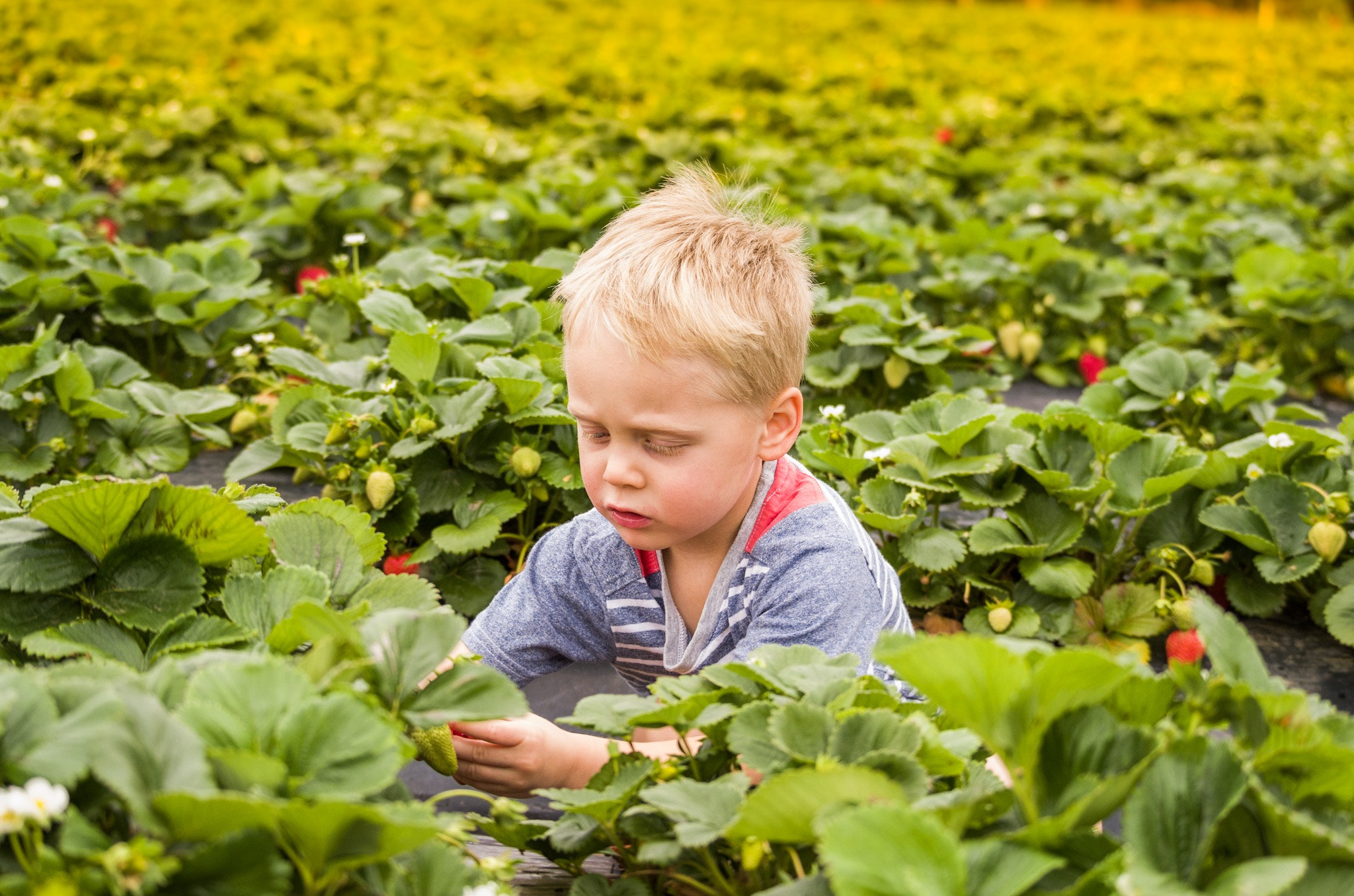 Pentax K-30 sample photo. Picking strawberries photography