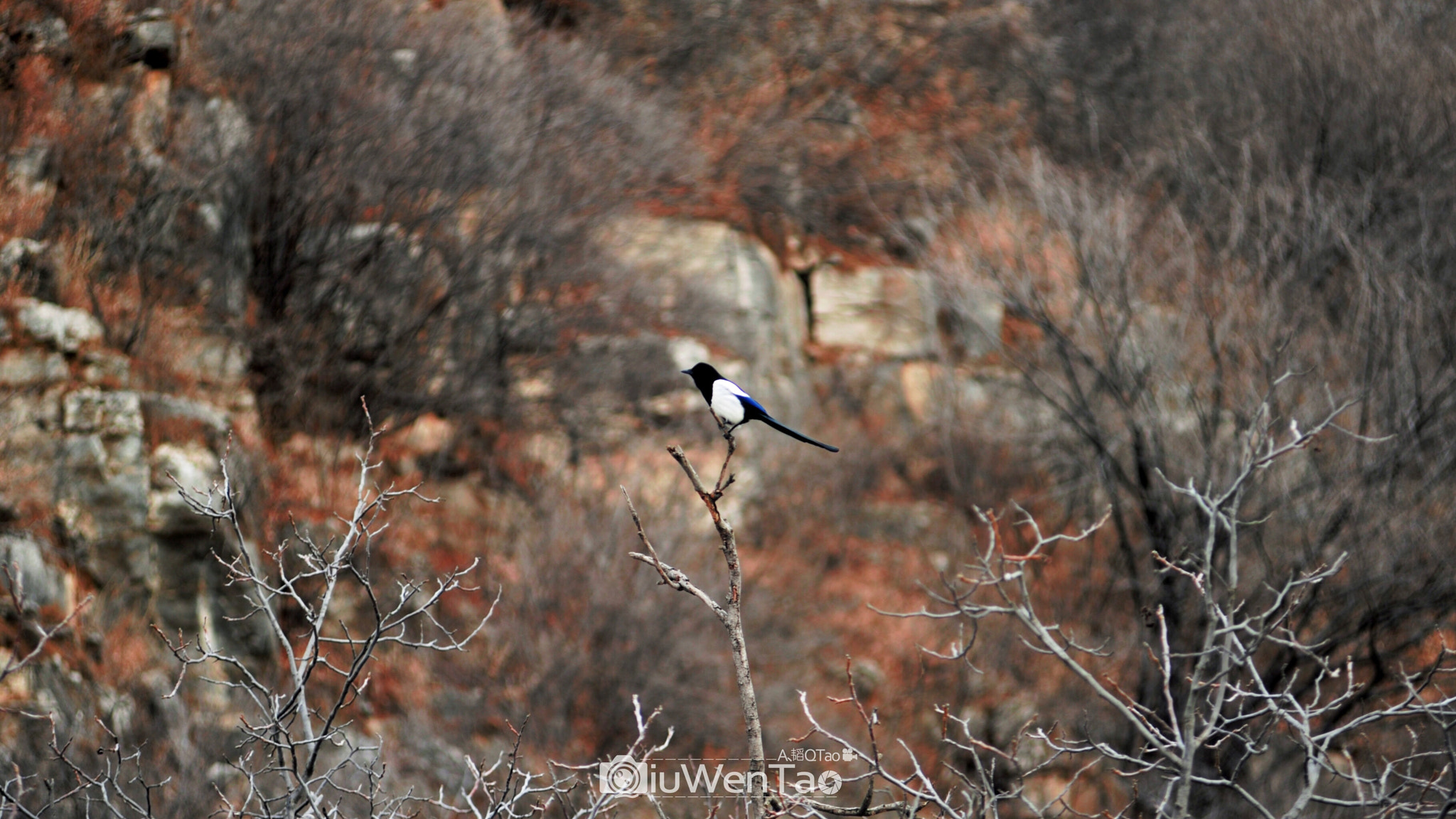 AF Zoom-Nikkor 80-200mm f/2.8 ED sample photo