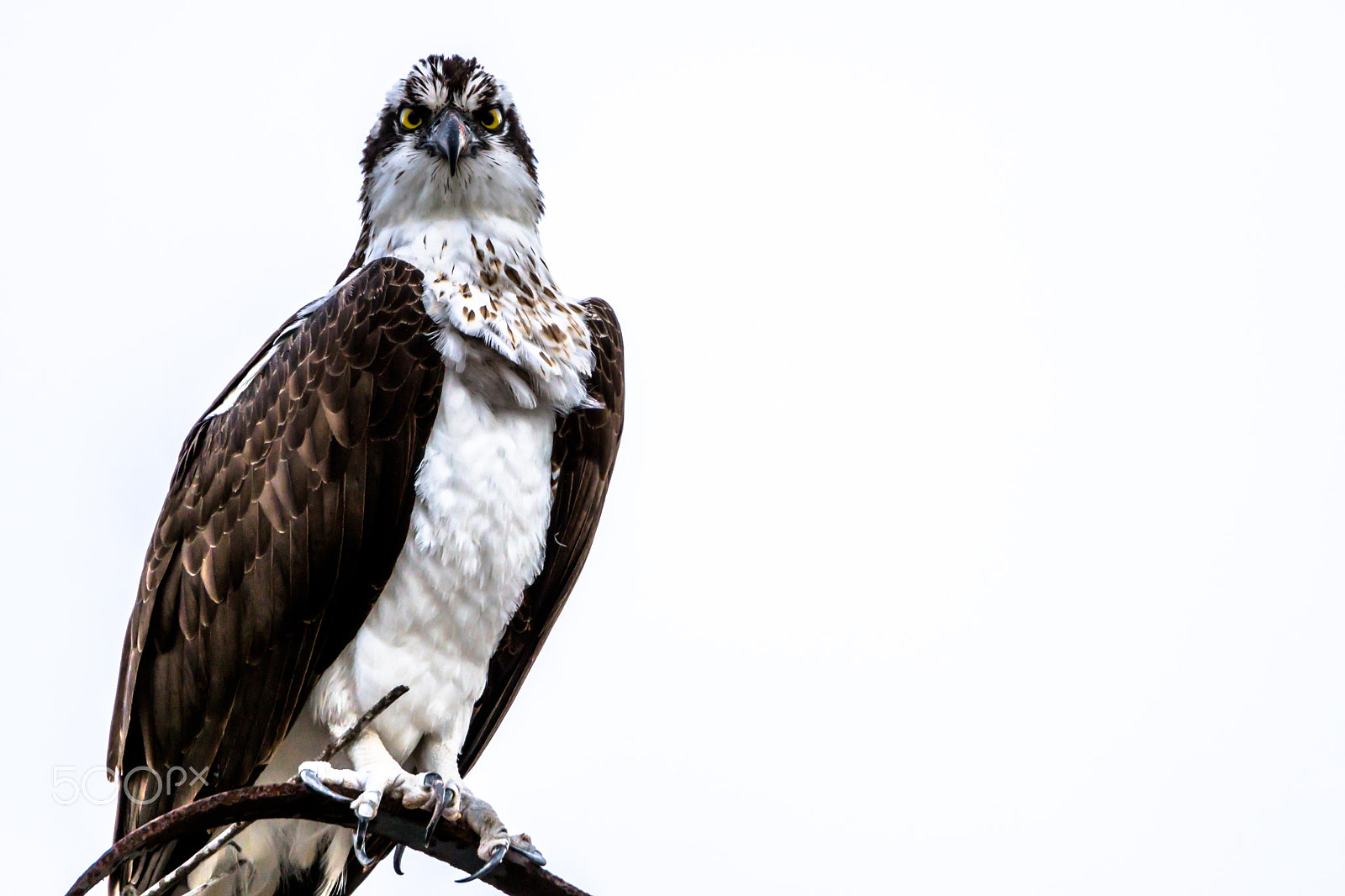 Sony ILCA-77M2 sample photo. Osprey on white photography