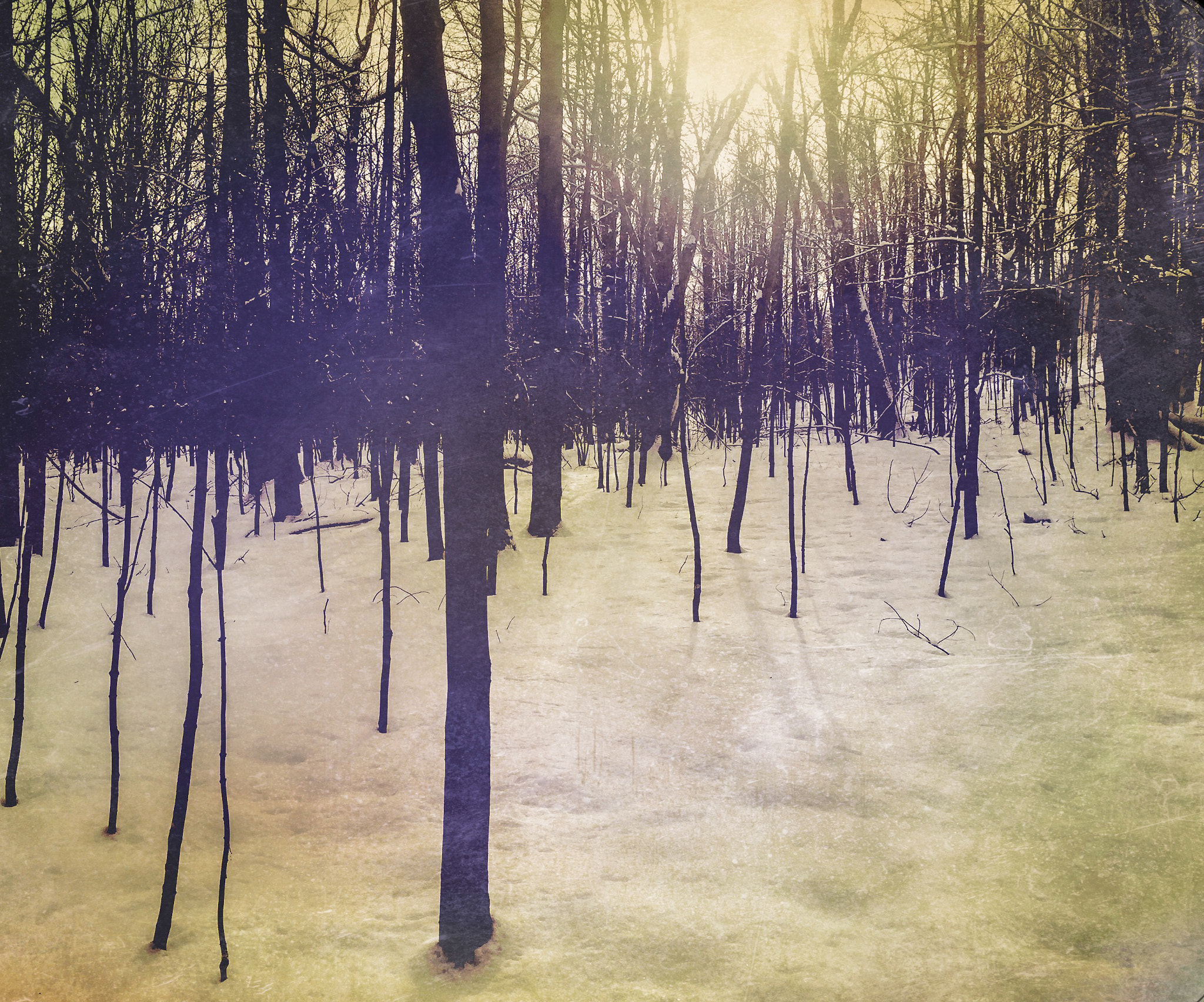 Hipstamatic 330 sample photo. Thin trees on a cold morning photography