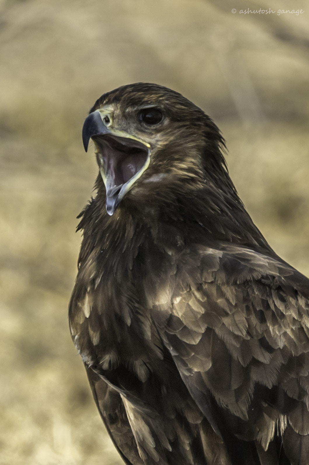 Canon EF 500mm F4L IS II USM sample photo. Greater spotted eagle photography