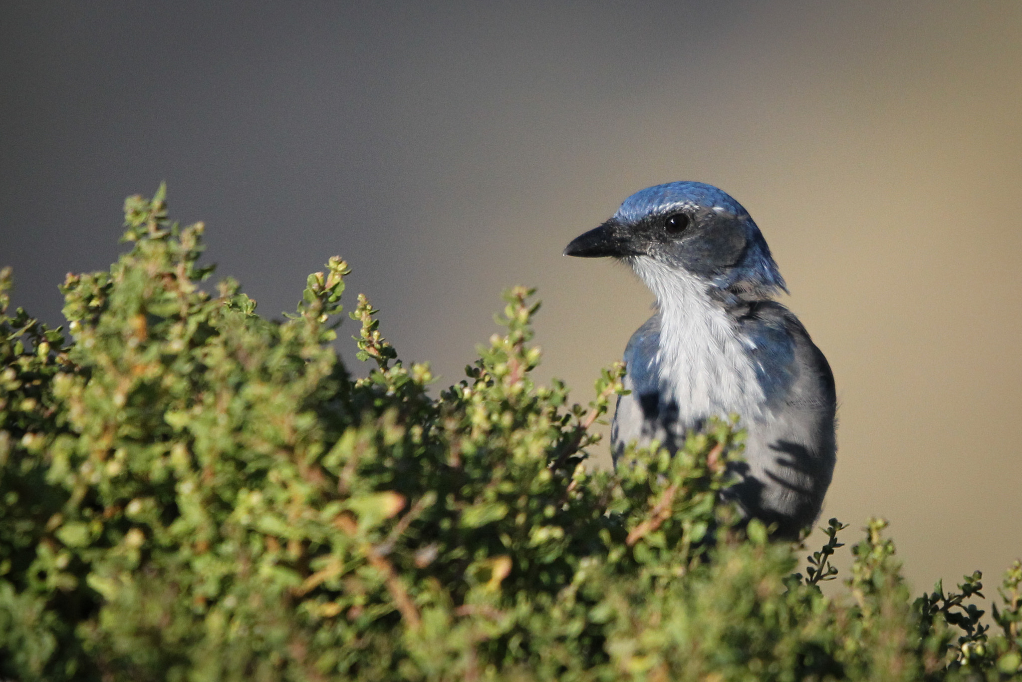 Canon EOS-1D Mark IV + Canon EF 300mm F2.8L IS USM sample photo. Fed o photography