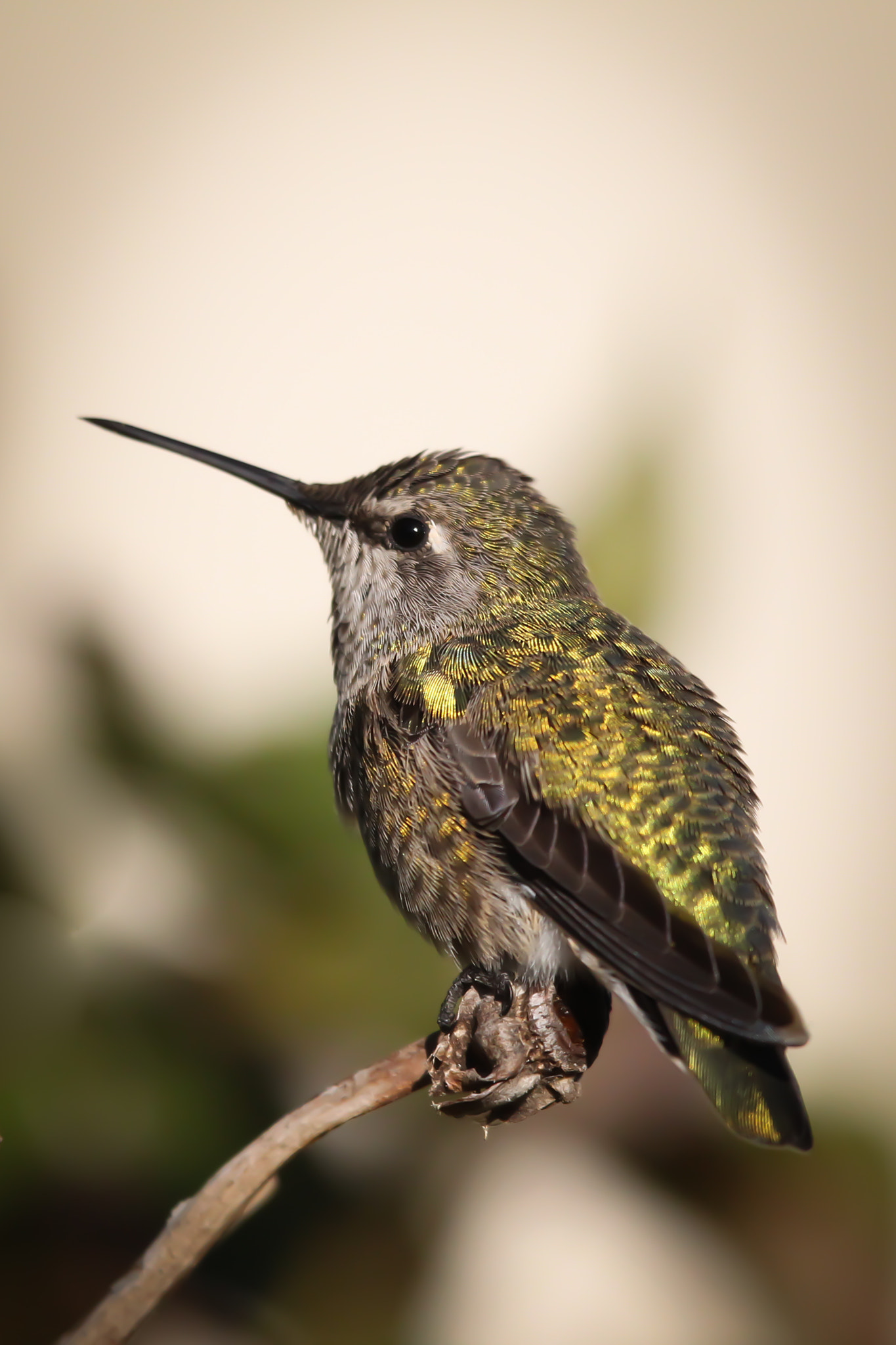 Canon EF 300mm F2.8L IS USM sample photo. Aeffaeo photography