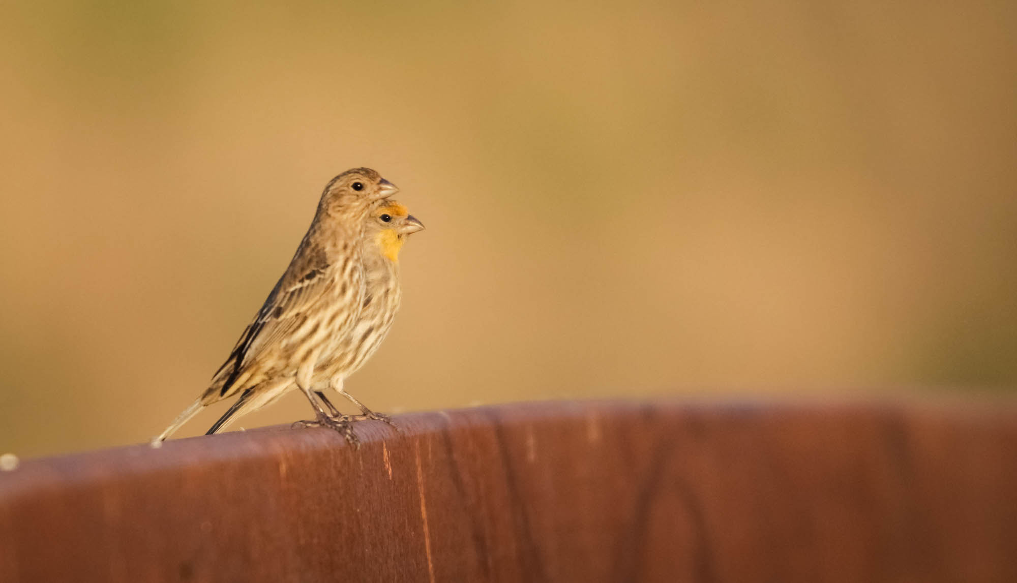 Canon EF 300mm F2.8L IS USM sample photo. Fcd o photography