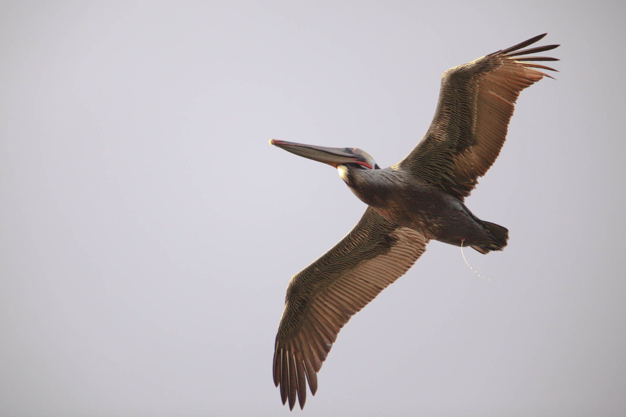 Canon EF 300mm F2.8L IS USM sample photo. Cefo photography