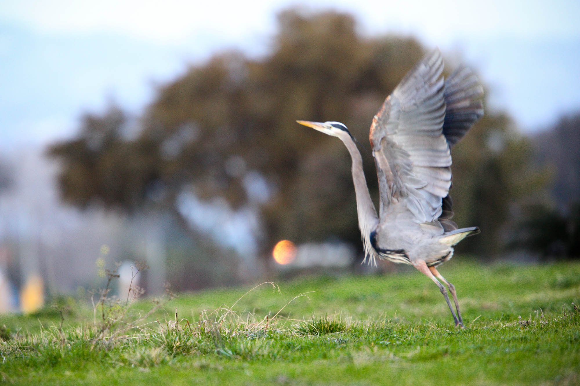 Canon EF 300mm F2.8L IS USM sample photo. Afao photography