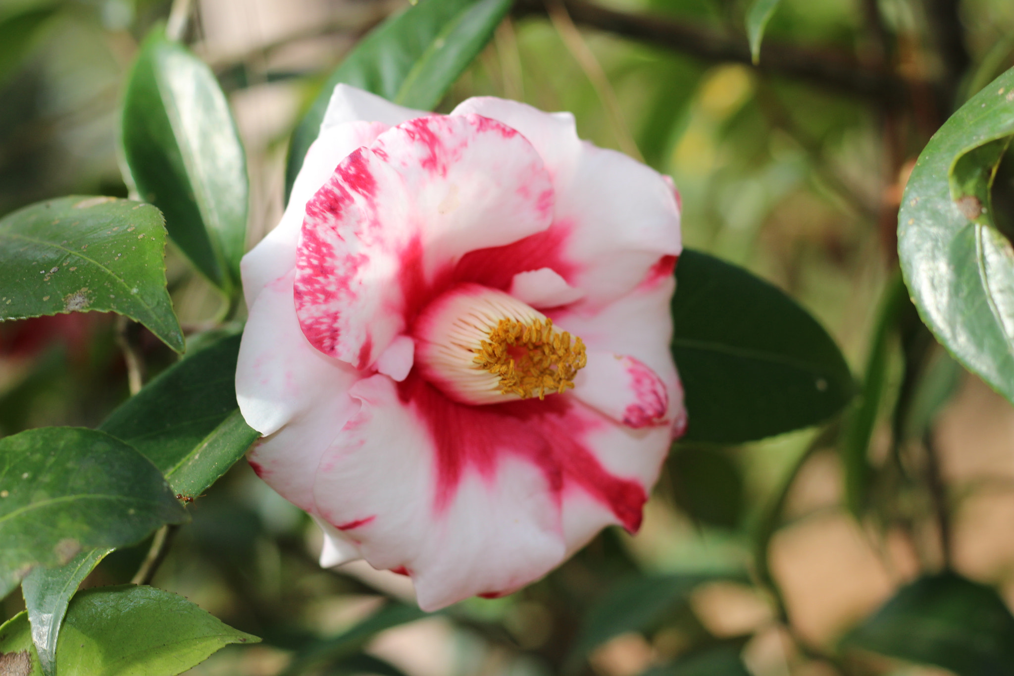 Canon EOS 100D (EOS Rebel SL1 / EOS Kiss X7) sample photo. Adolphe aldusson special photography