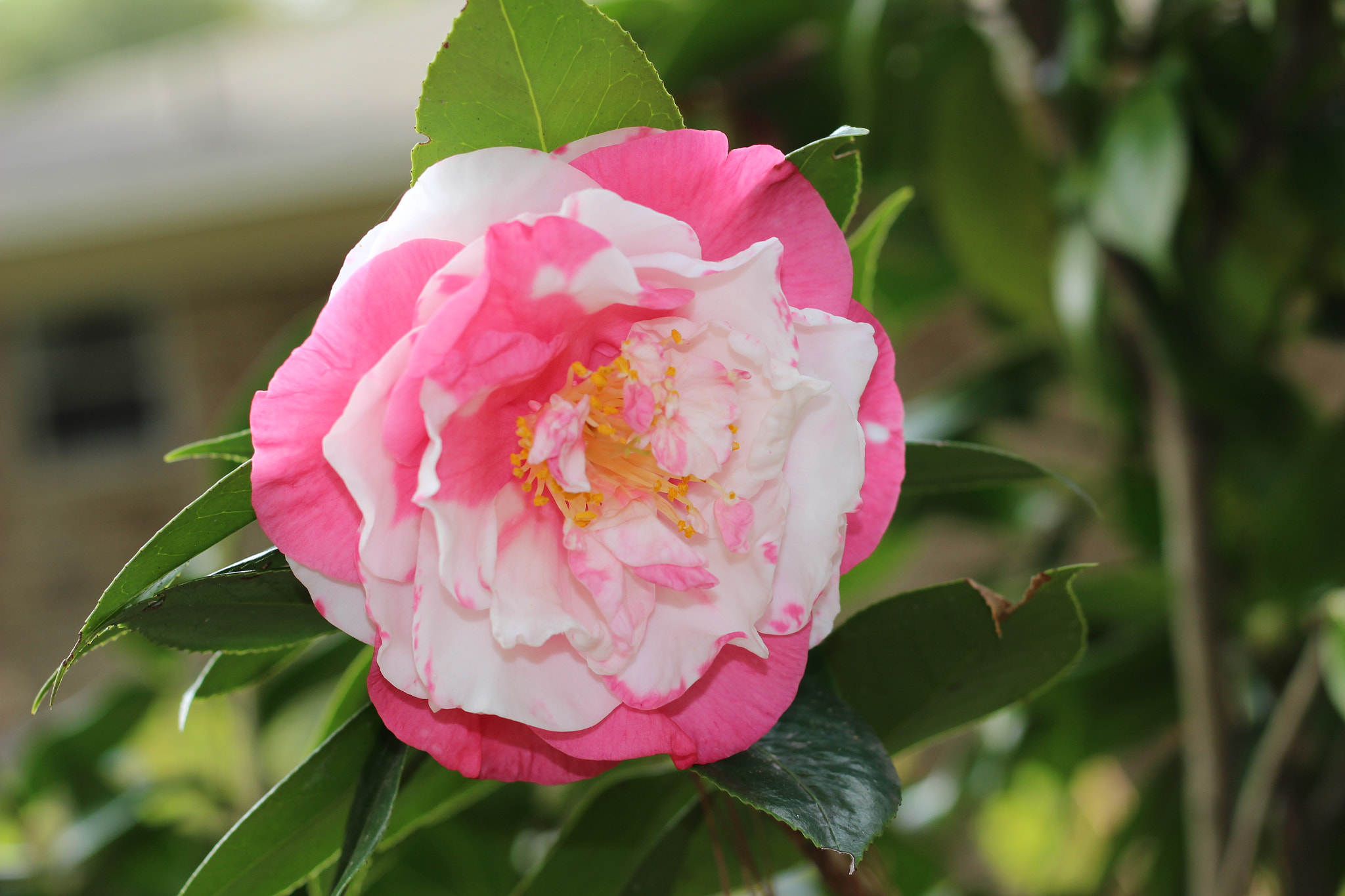 Canon EOS 100D (EOS Rebel SL1 / EOS Kiss X7) sample photo. Rena swick variegated photography