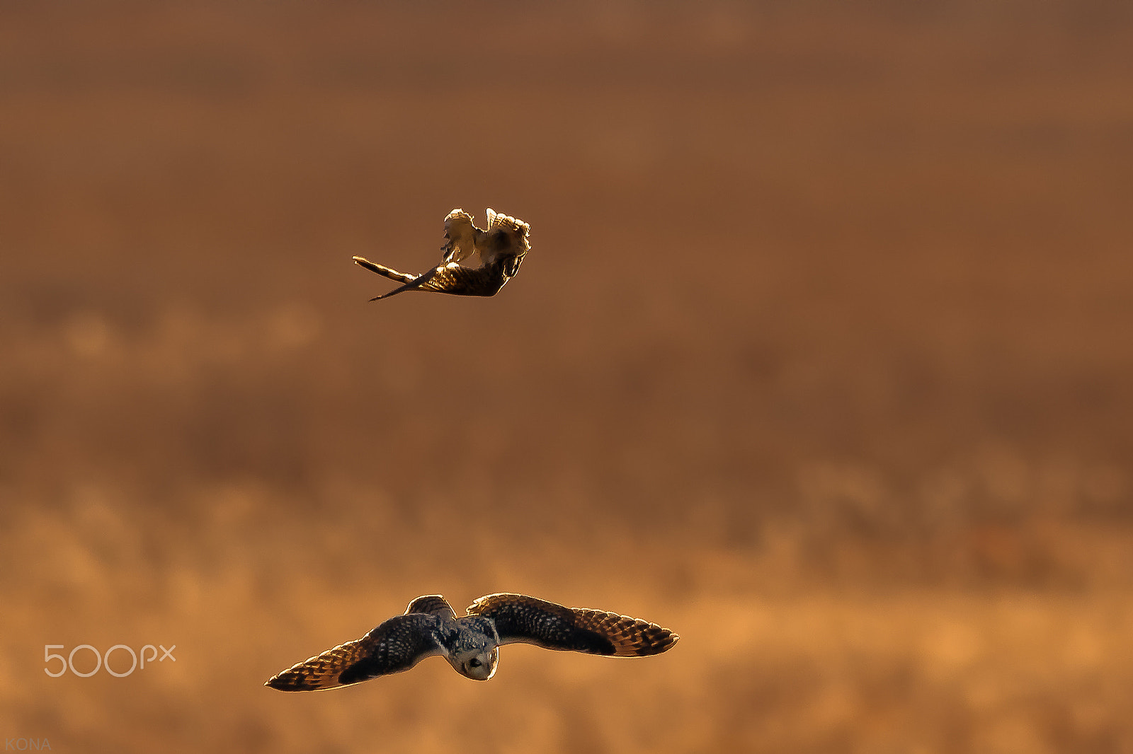 Nikon AF-S Nikkor 400mm F2.8G ED VR II sample photo. Komimizuku photography