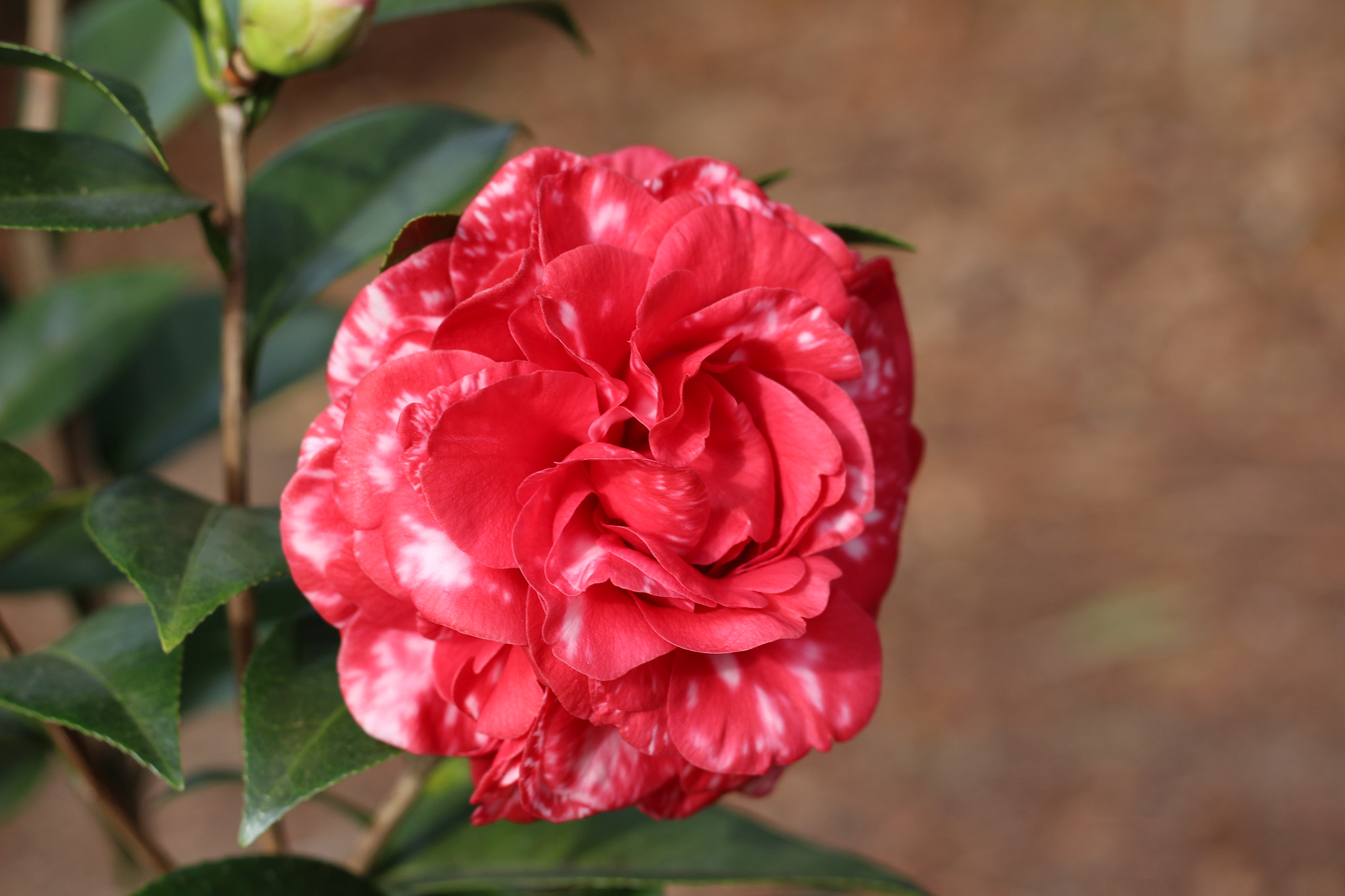 Canon EOS 100D (EOS Rebel SL1 / EOS Kiss X7) sample photo. Magic city photography