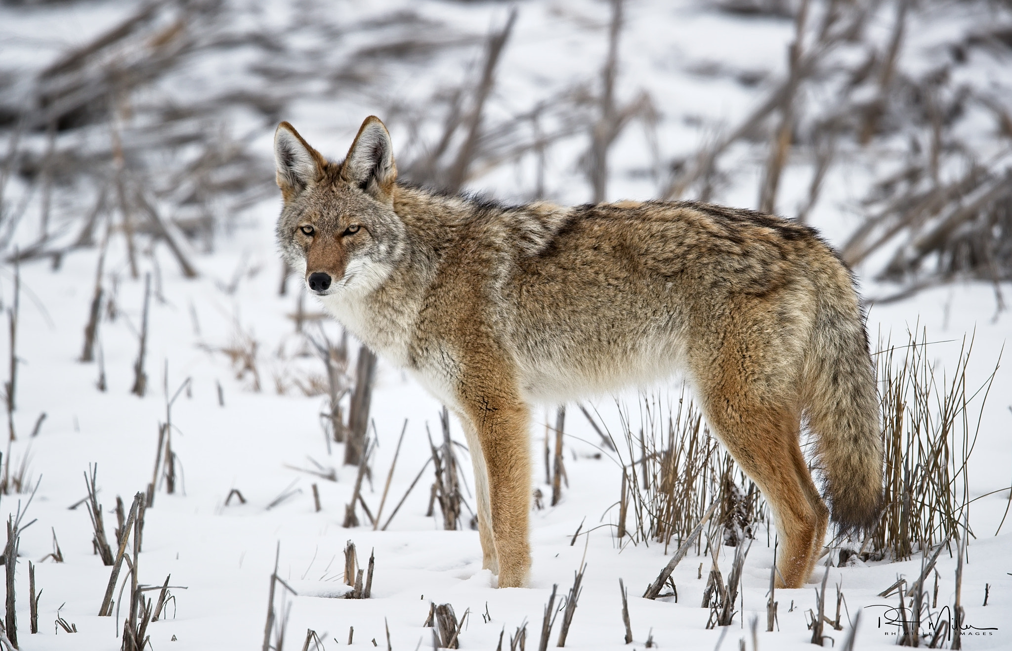 Canon EF 600mm F4L IS II USM sample photo. Desiring white photography