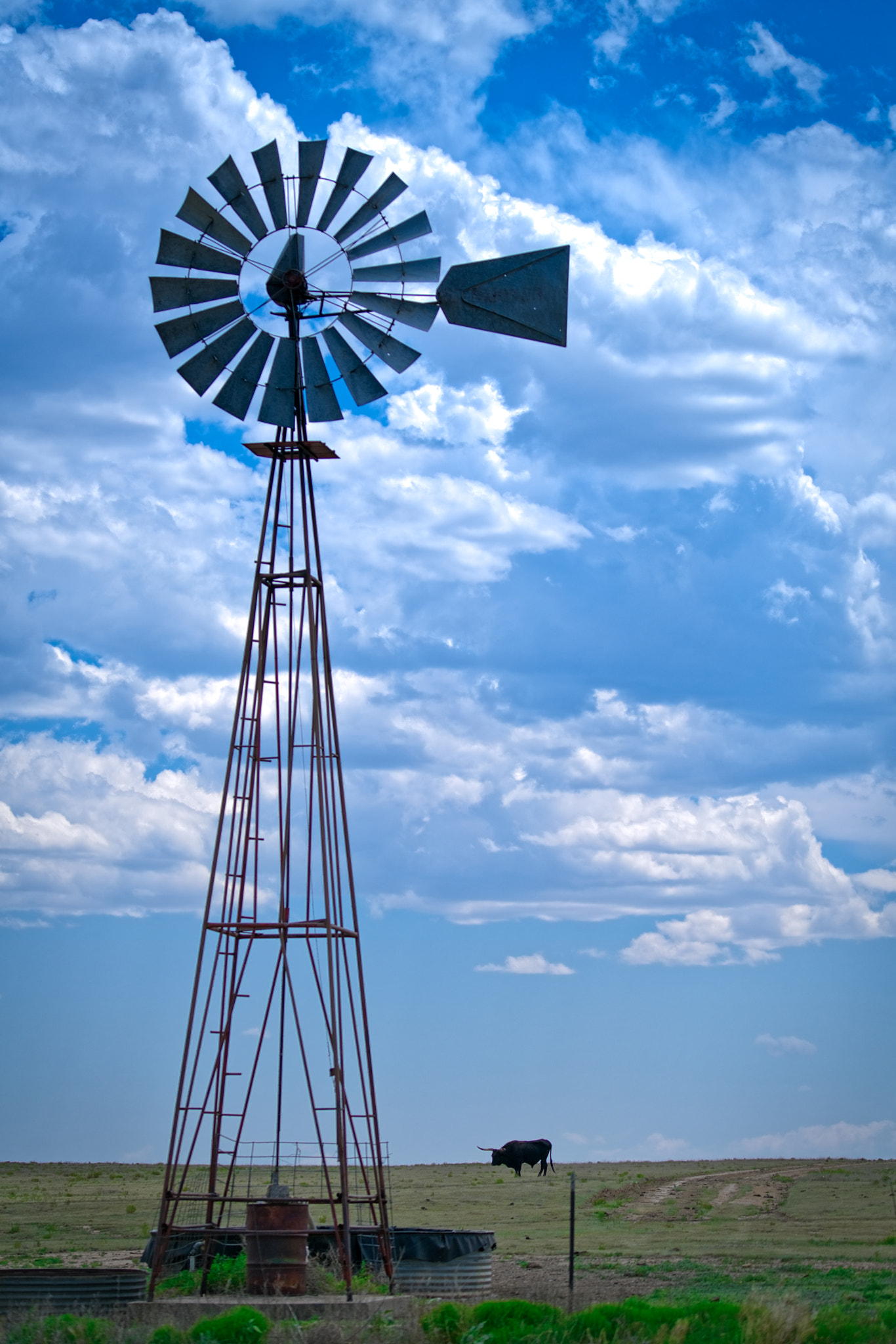 Sony a7R II + Sony FE 70-200mm F4 G OSS sample photo. Mill wind and bull photography