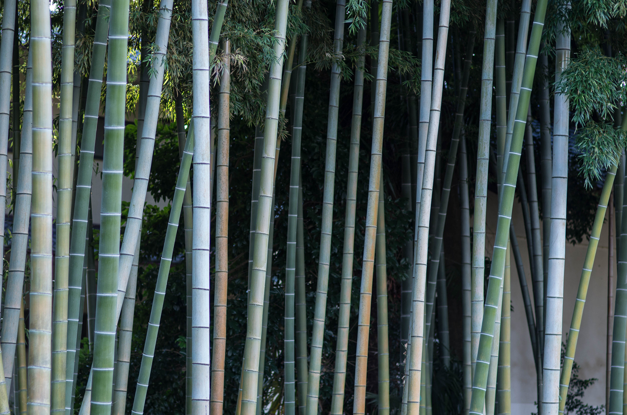 Pentax smc FA 77mm 1.8 Limited sample photo. Colors of bamboo photography