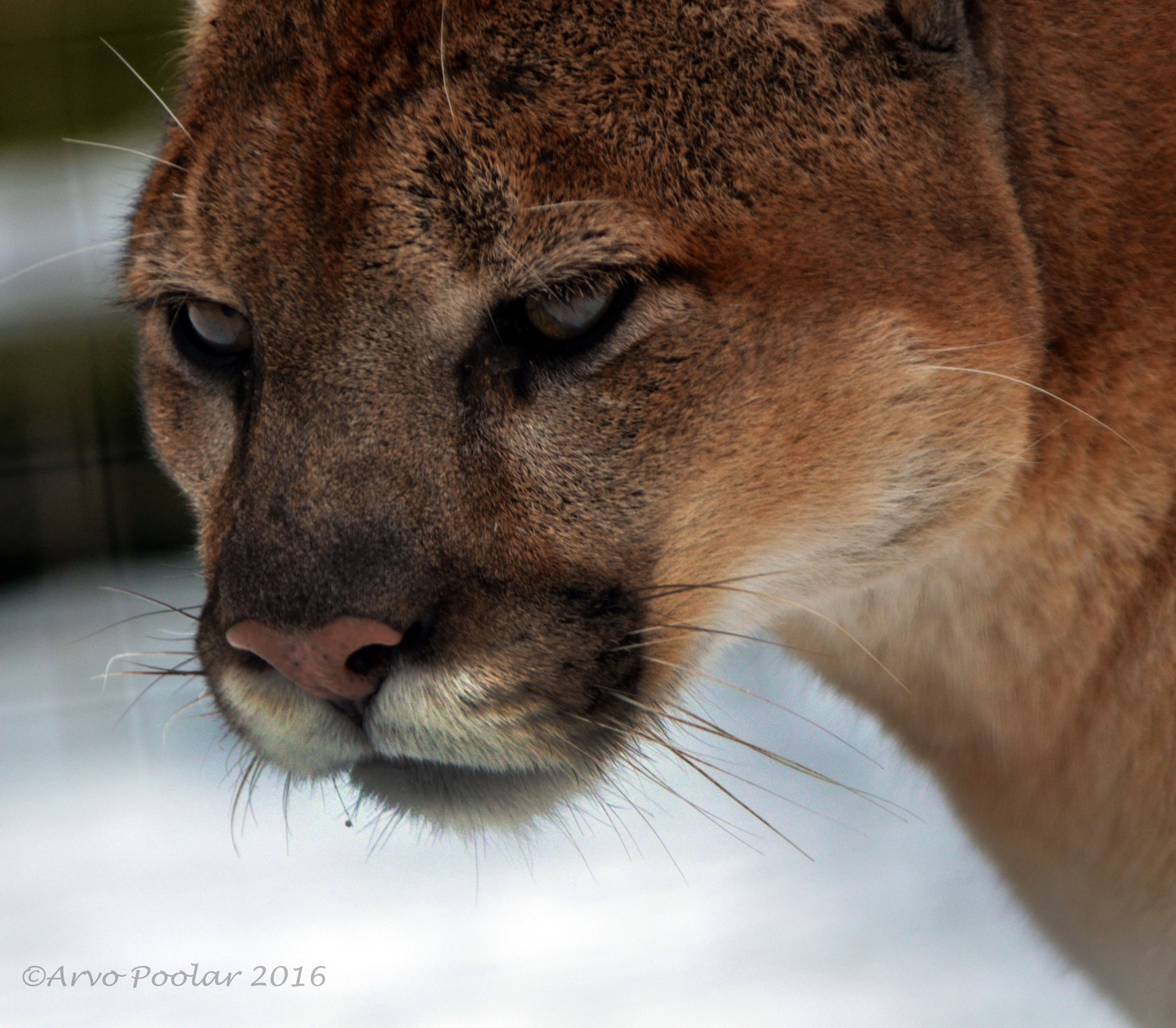 Nikon D7000 + AF Zoom-Nikkor 24-50mm f/3.3-4.5 sample photo. Canadian cougar photography