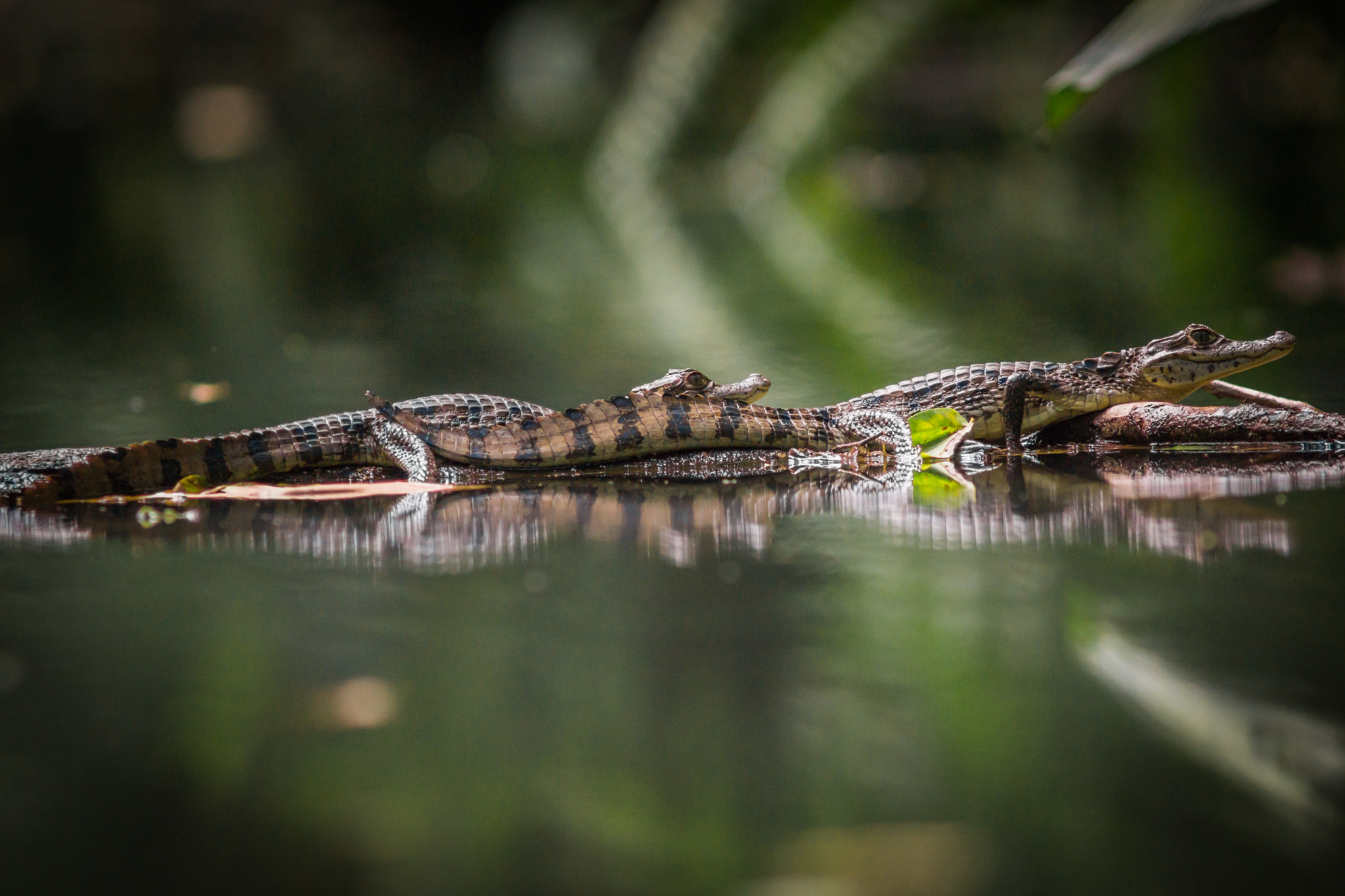 Sony SLT-A77 + Minolta AF 300mm F2.8 HS-APO G sample photo. Costa rica caiman photography